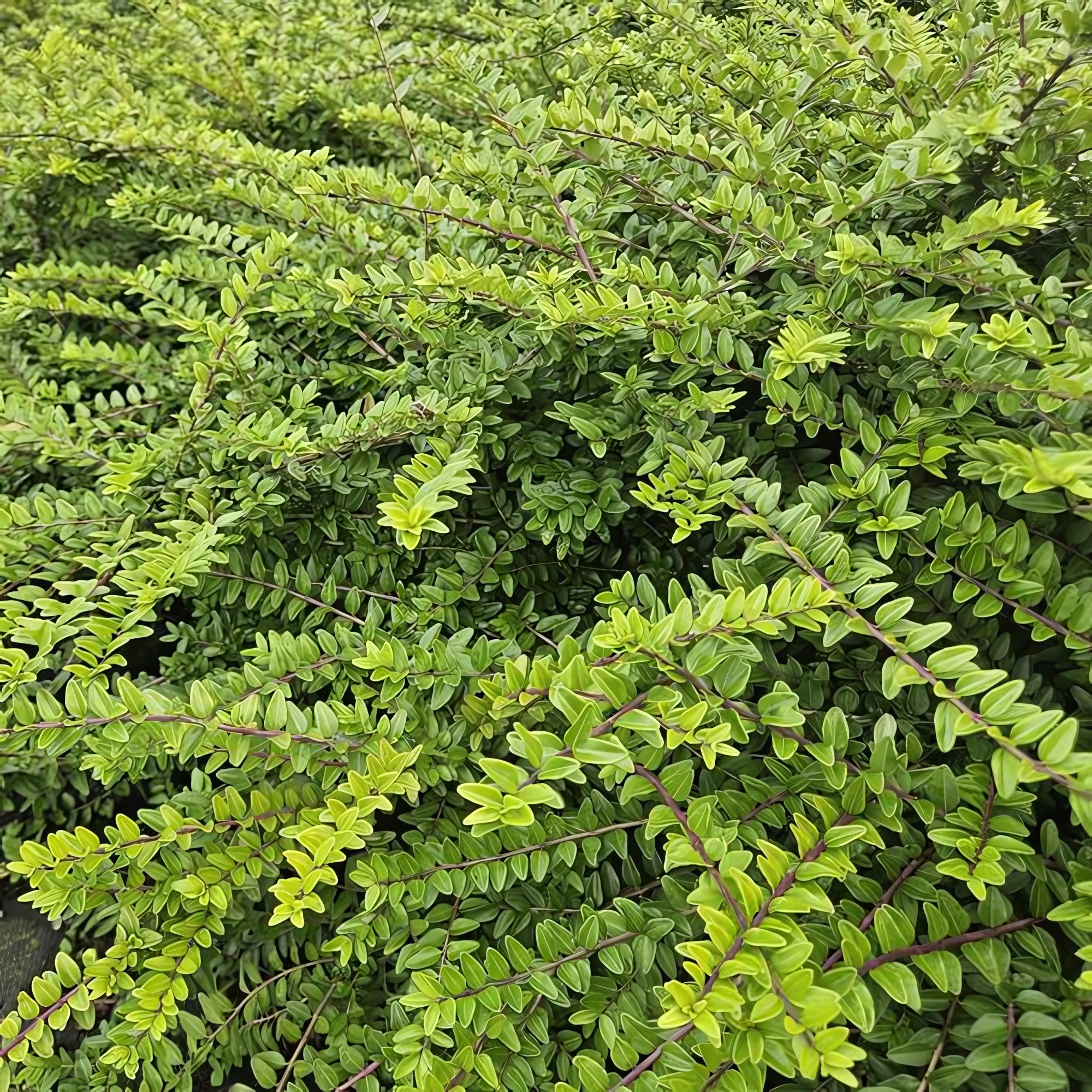 Sfeerafbeelding van planten