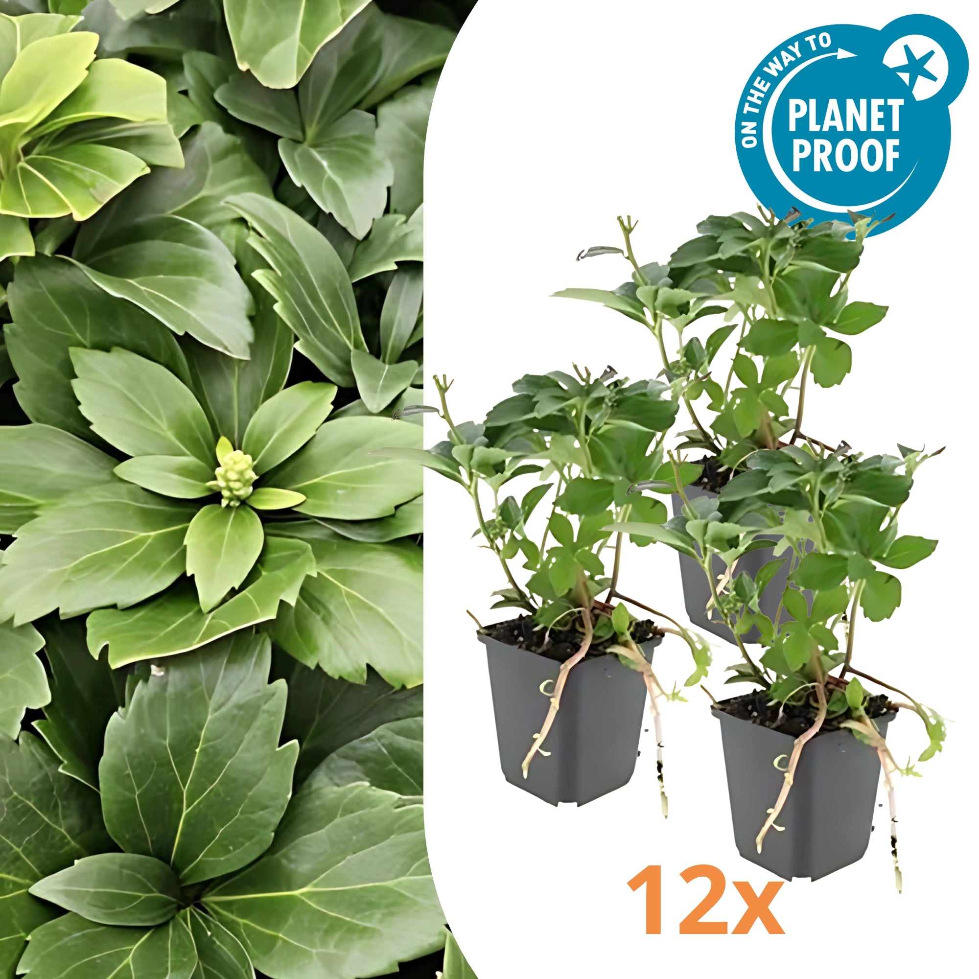 12x Schaduwkruid - ↕10-25cm - Ø9cm