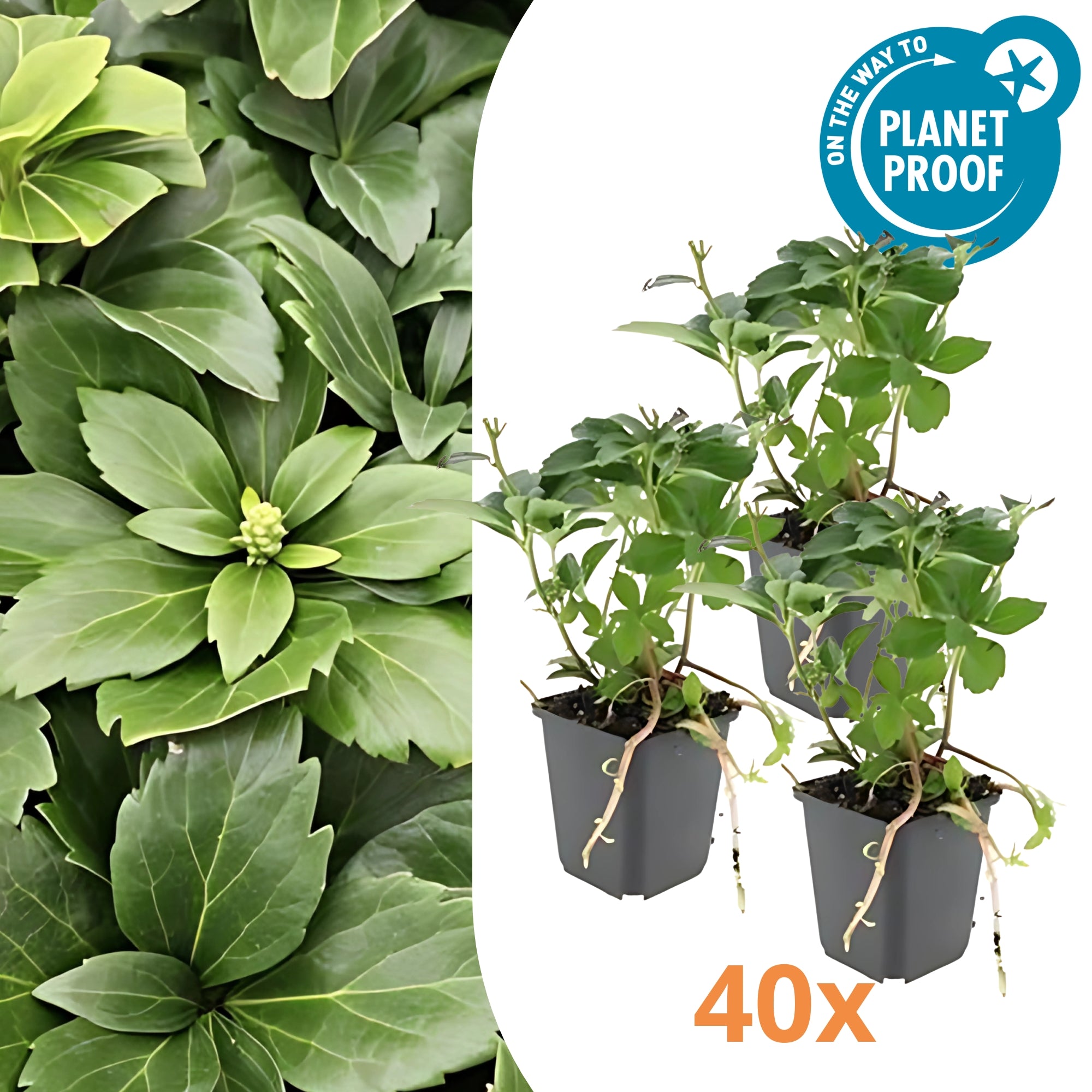 40x Schaduwkruid - ↕10-25cm - Ø9cm