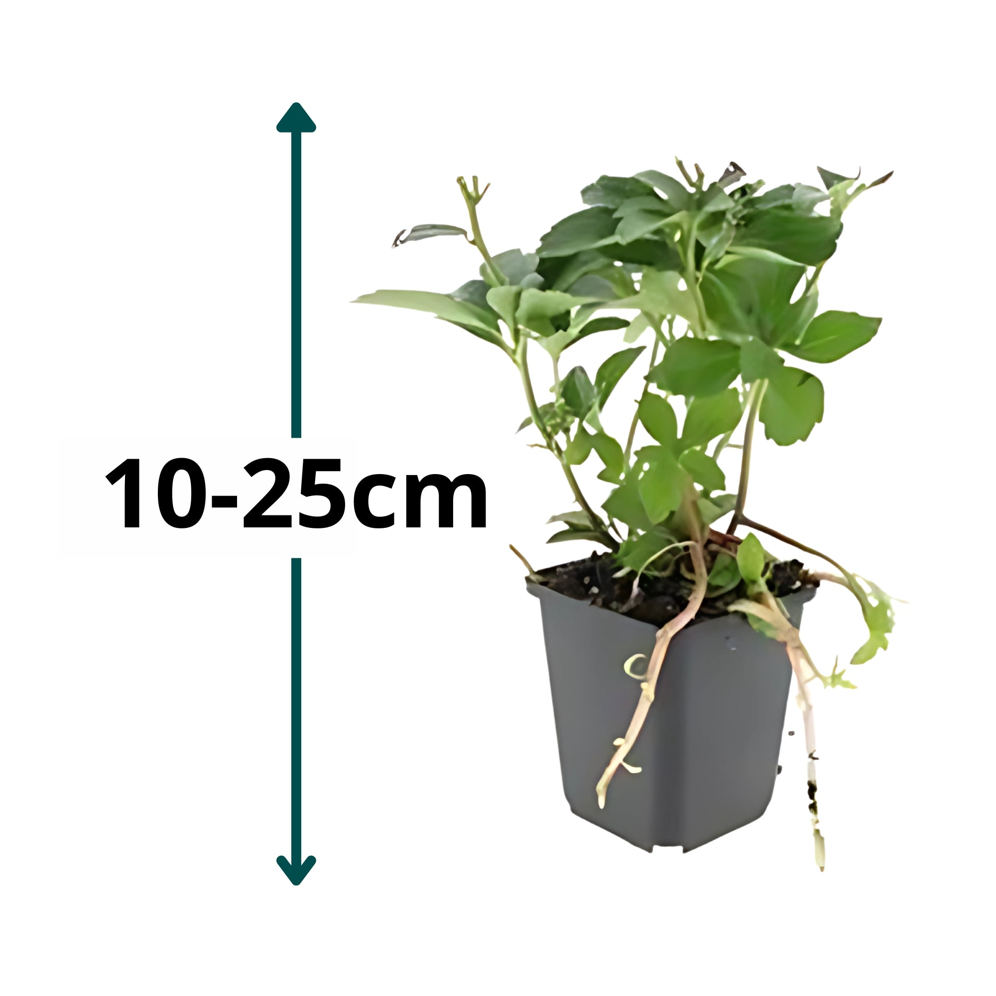 6x Schaduwkruid - ↕10-25cm - Ø9cm