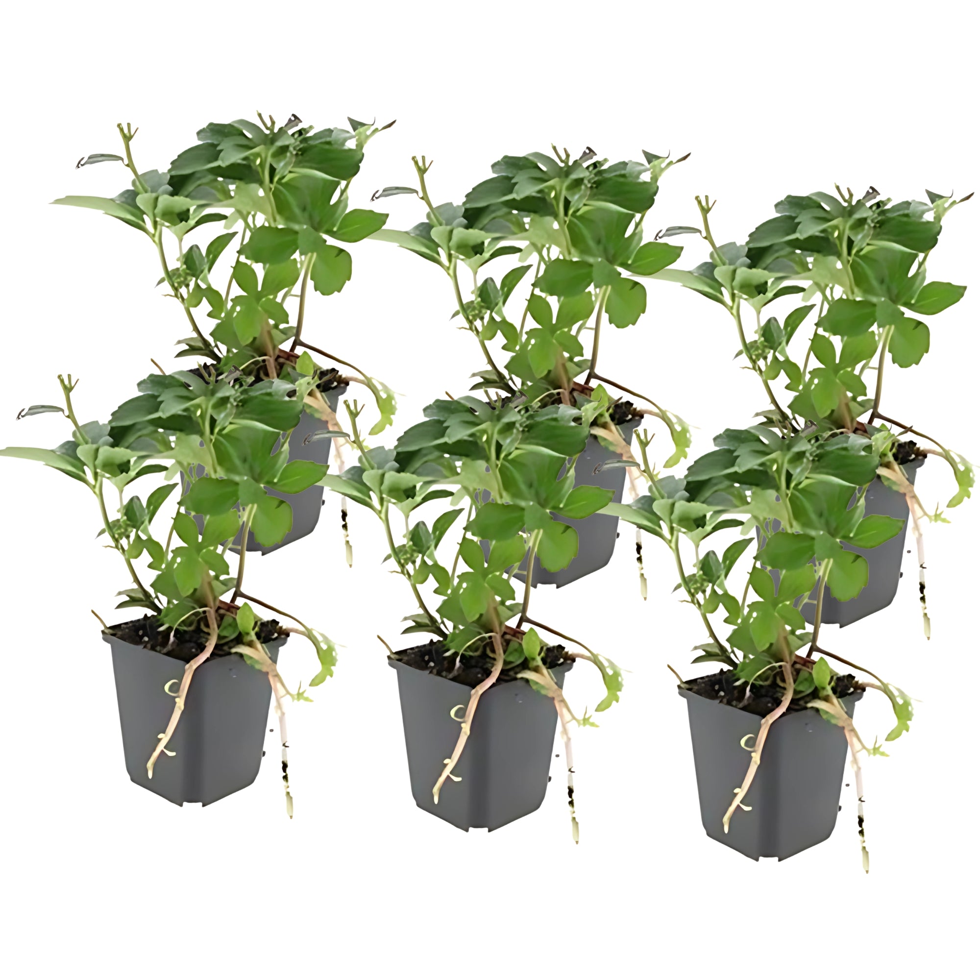 6x Schaduwkruid - ↕10-25cm - Ø9cm