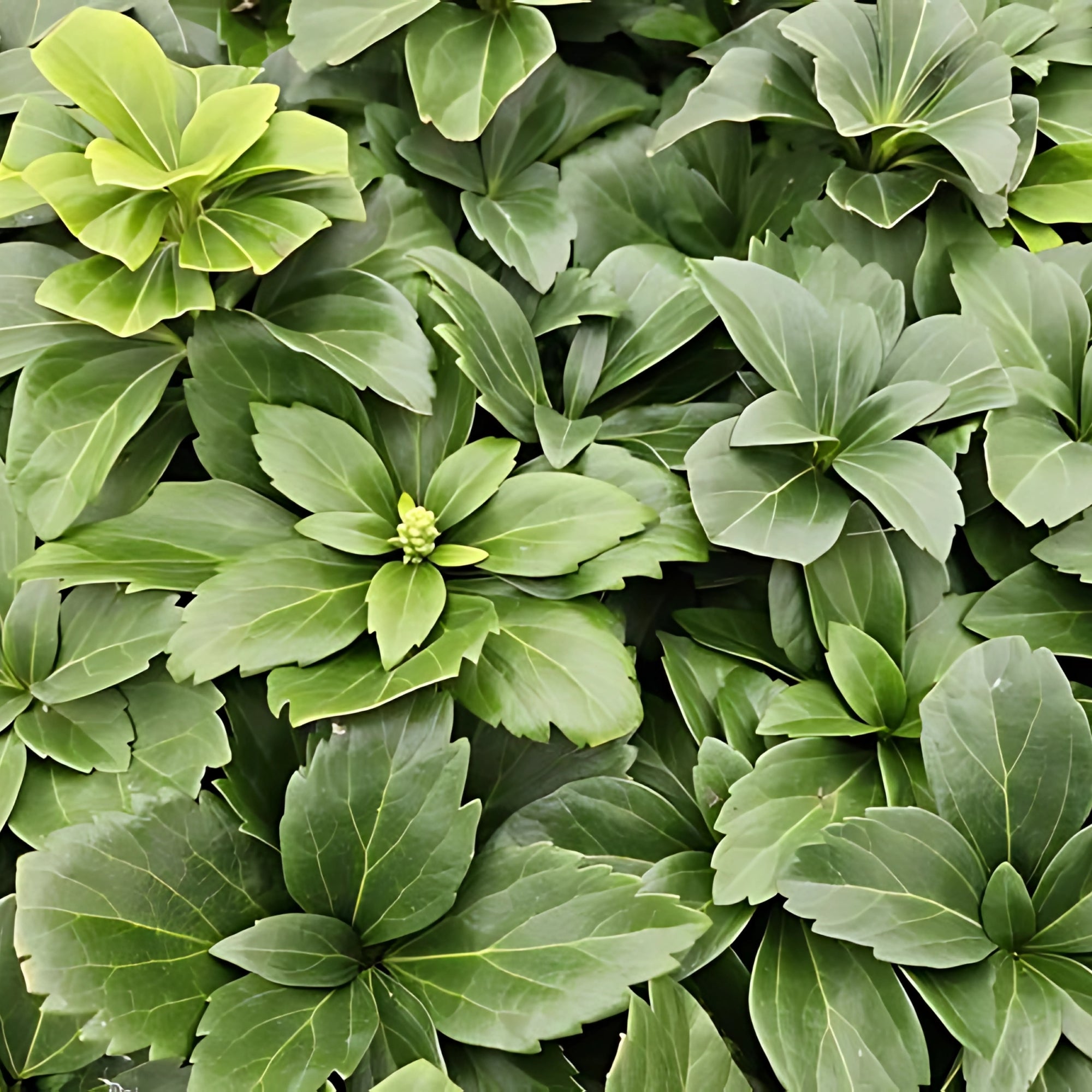 6x Schaduwkruid - ↕10-25cm - Ø9cm