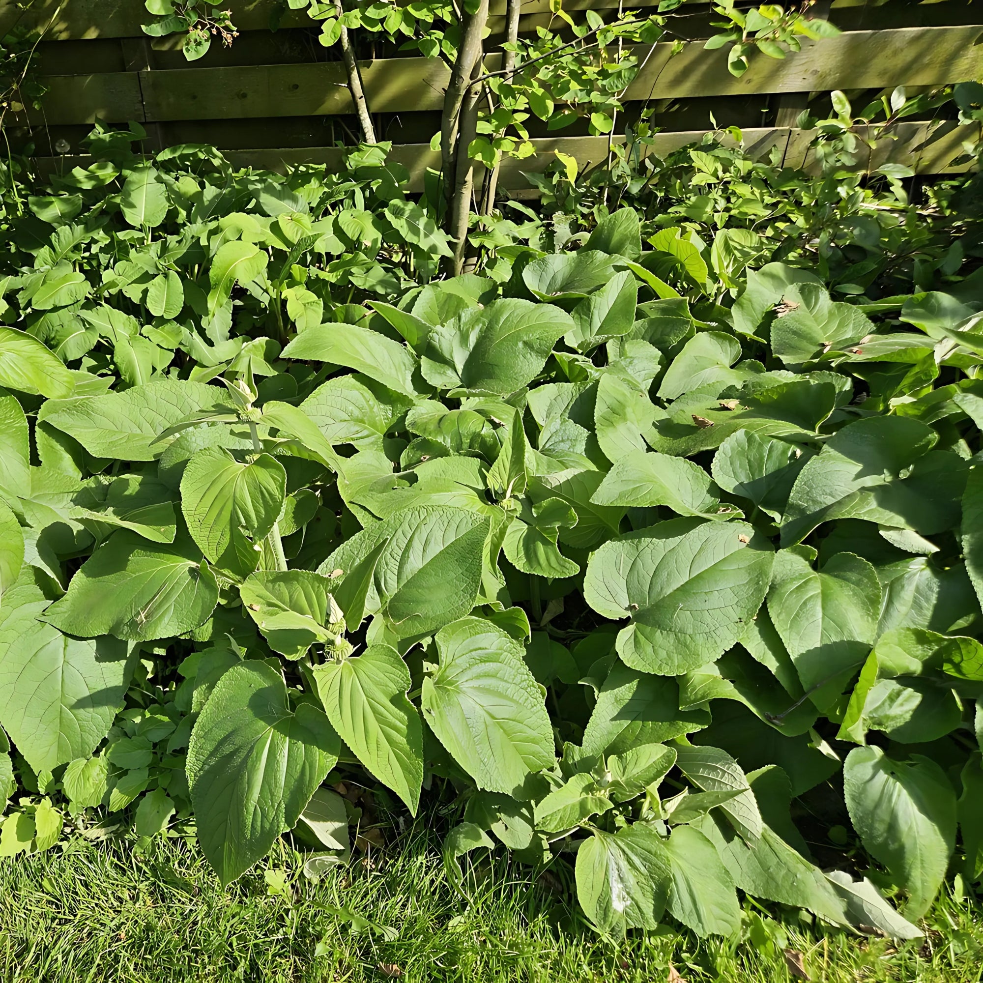 Sfeerafbeelding van planten