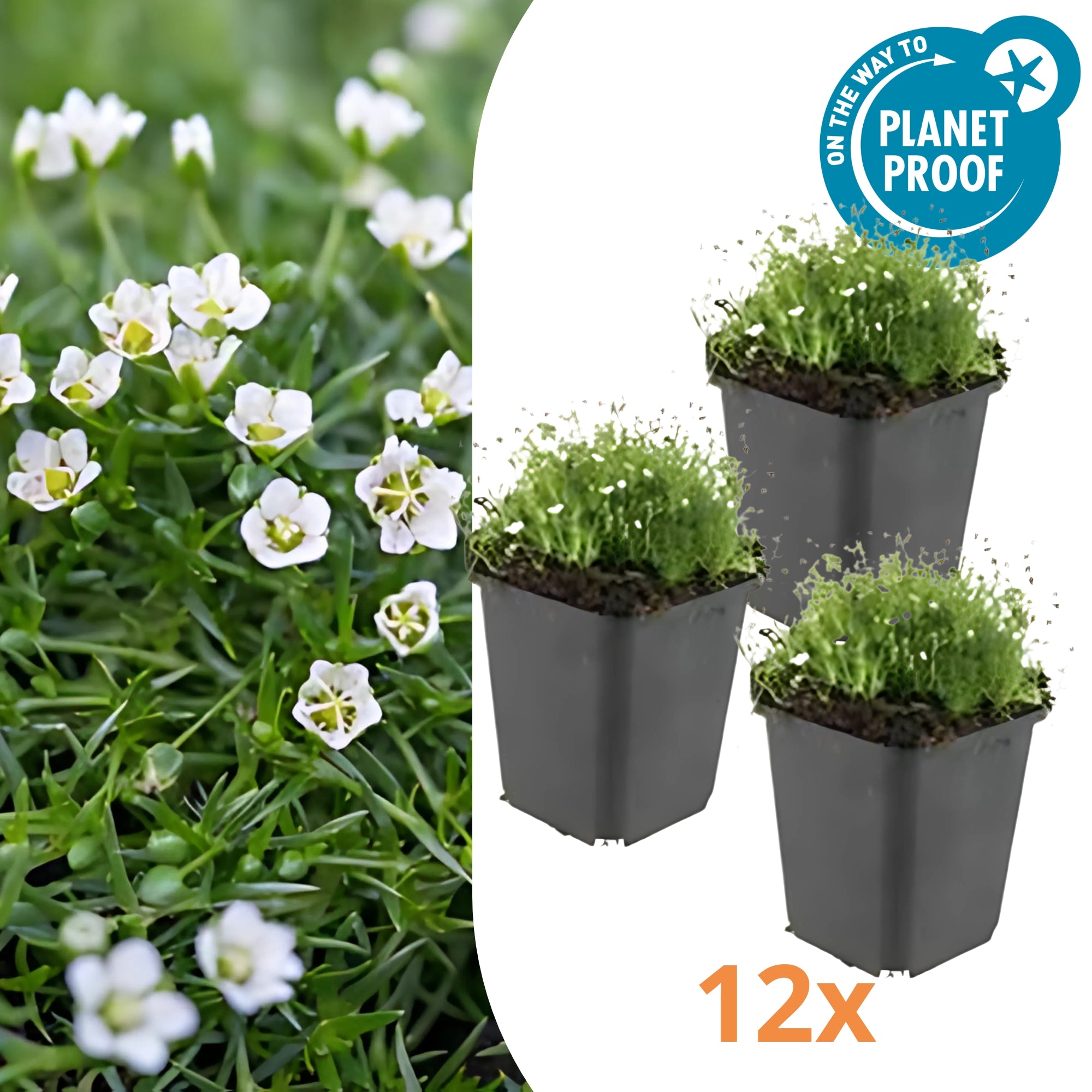 12x Priemvetmuur - ↕10-25cm - Ø9cm