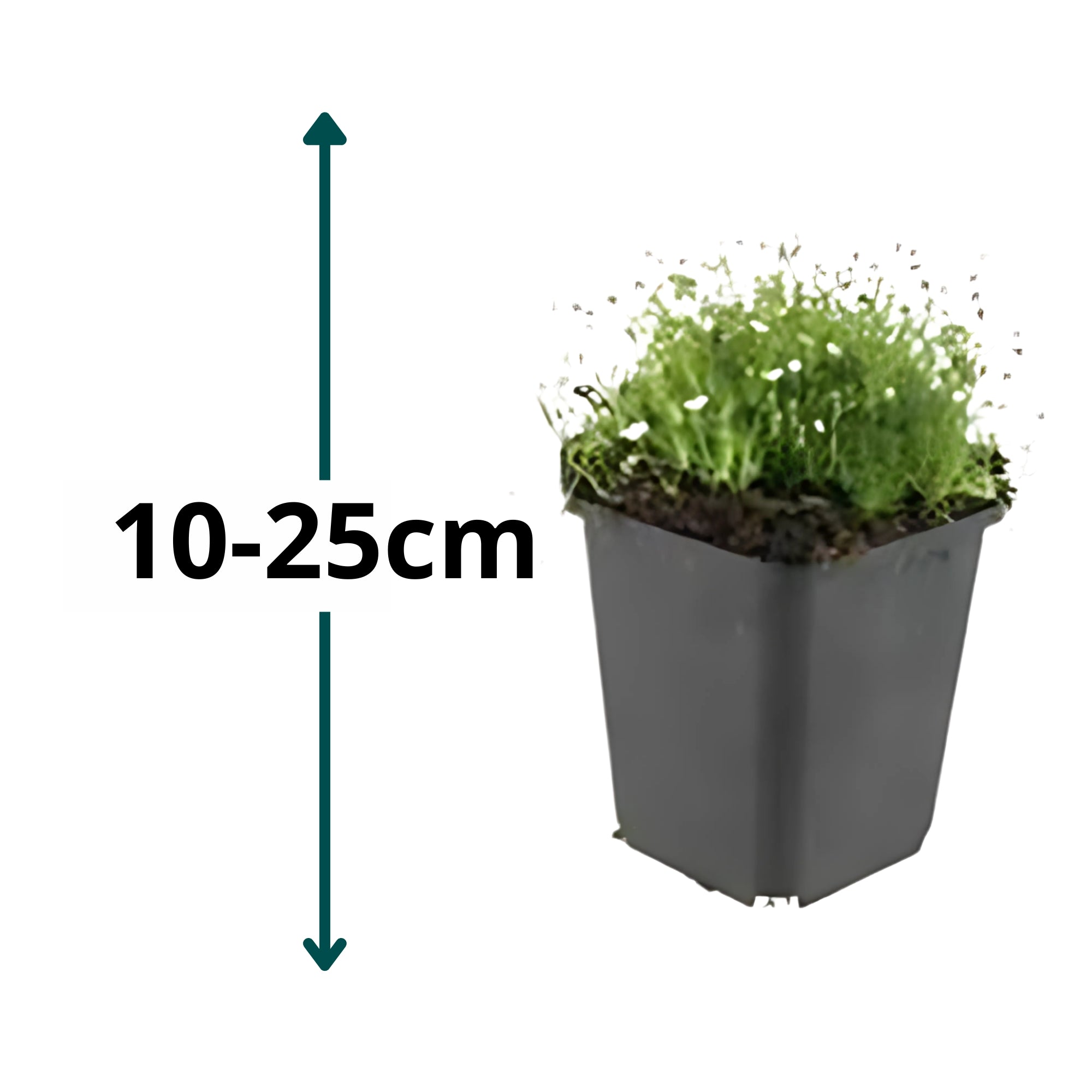 6x Priemvetmuur - ↕10-25cm - Ø9cm