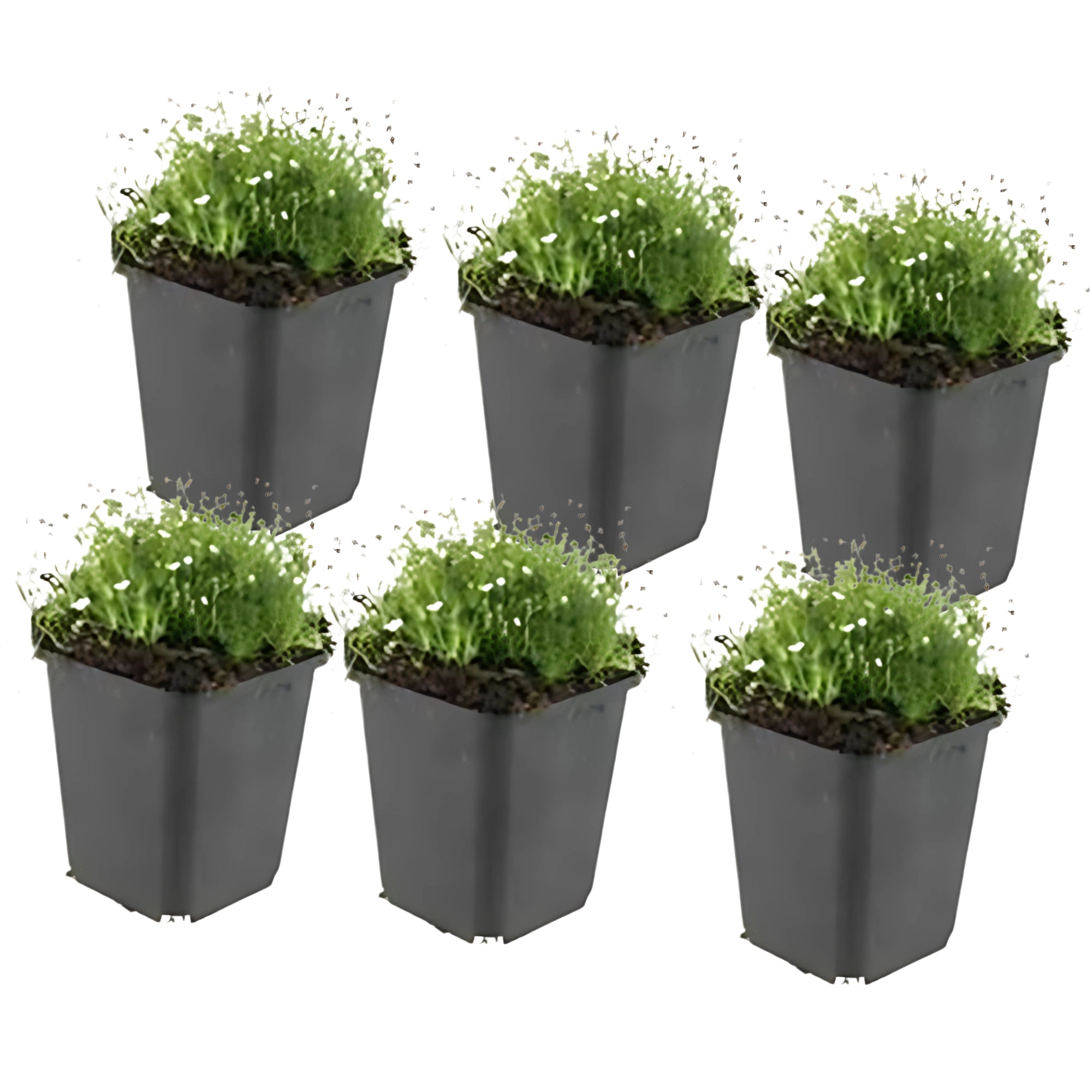 6x Priemvetmuur - ↕10-25cm - Ø9cm