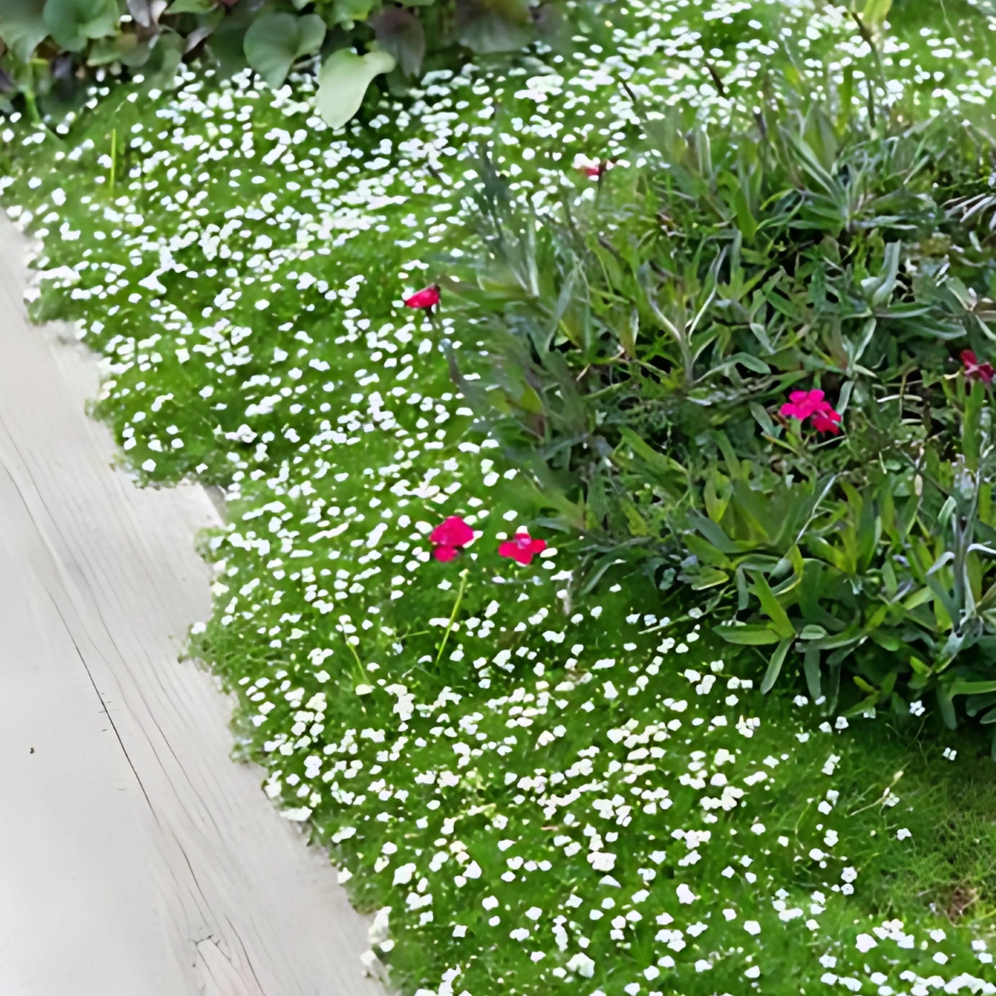 6x Priemvetmuur - ↕10-25cm - Ø9cm