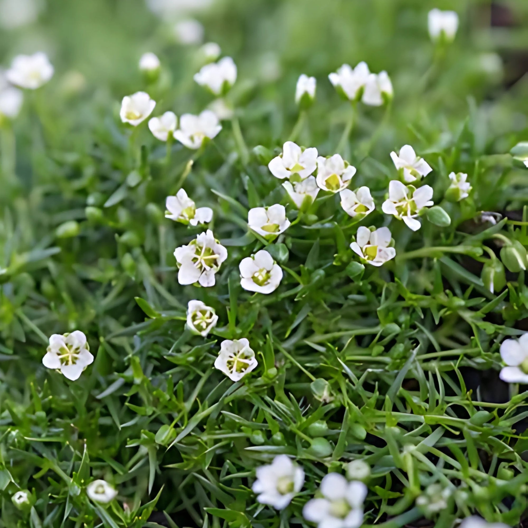 6x Priemvetmuur - ↕10-25cm - Ø9cm