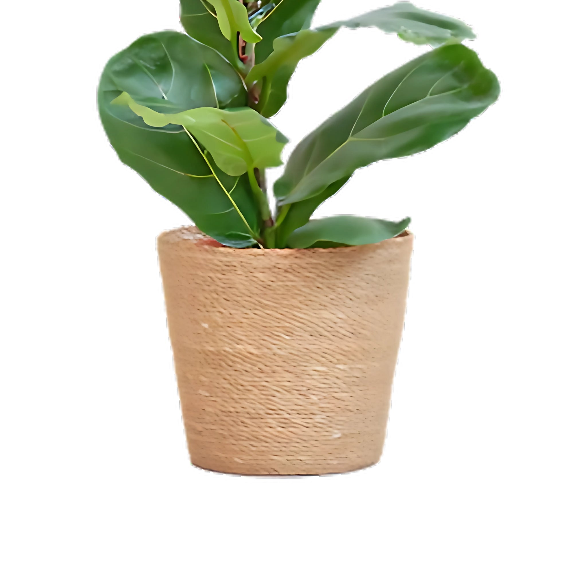 Vioolbladplant struik ↕80cm - Ø21cm | Met Sofia mand