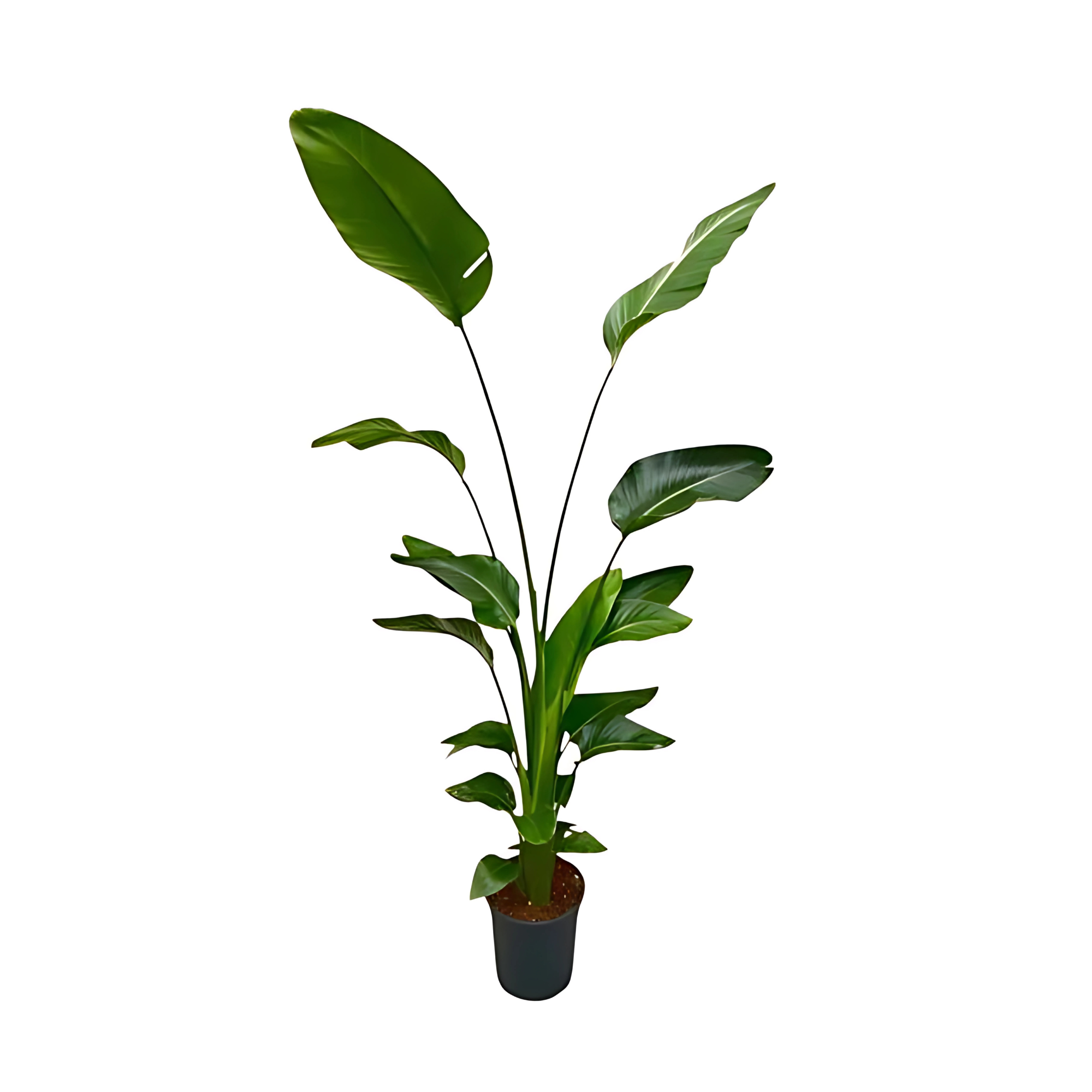 Paradijsvogelplant - ↕175 cm - Ø24cm
