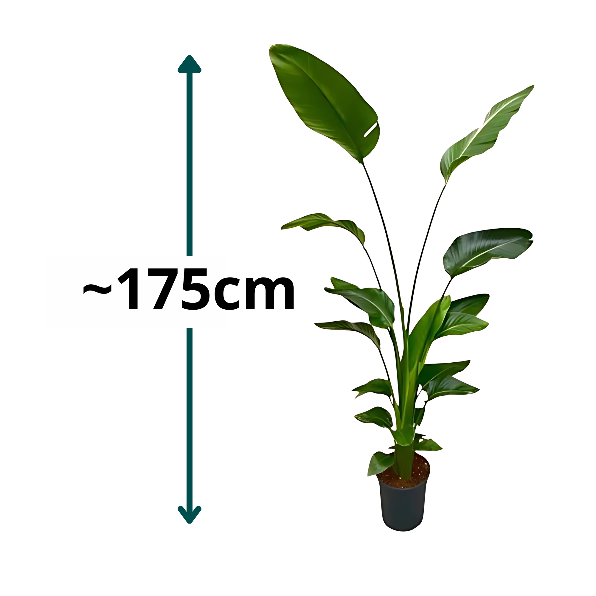 Paradijsvogelplant - ↕175 cm - Ø24cm