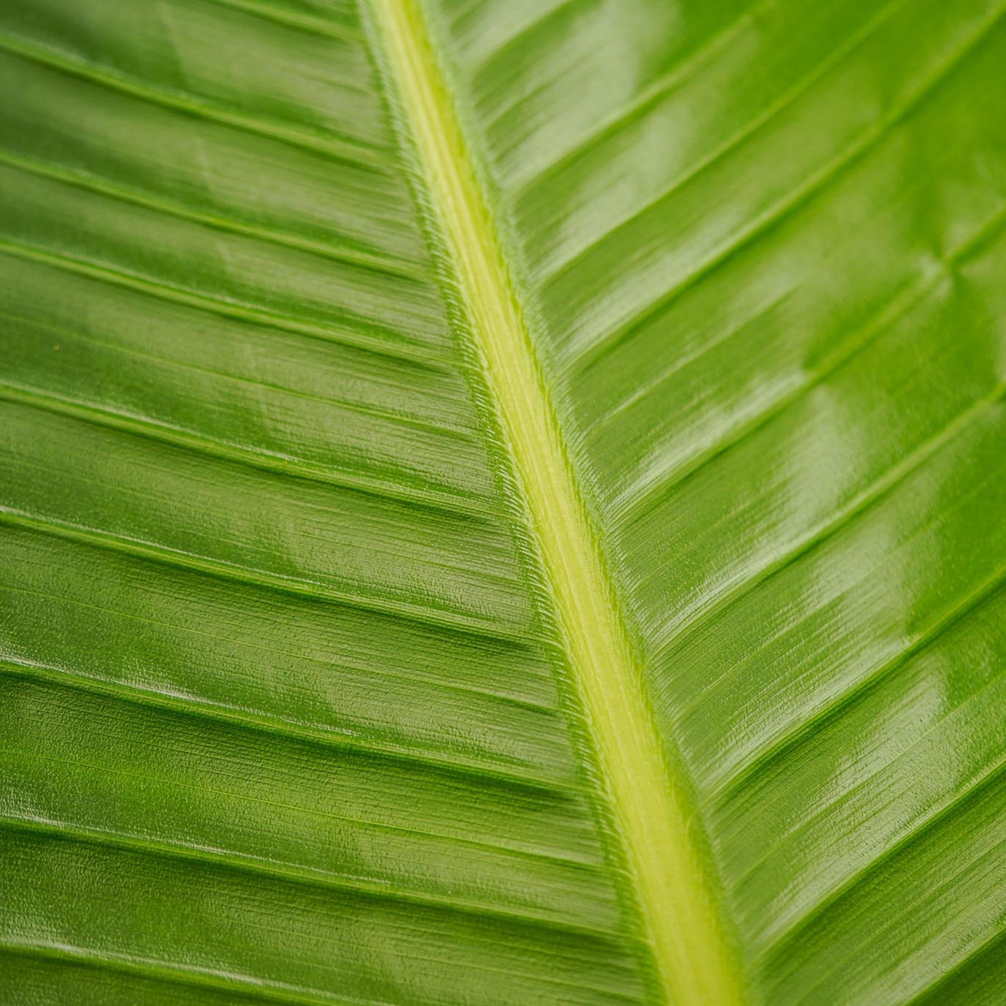 Paradijsvogelplant - ↕130cm - Ø21cm