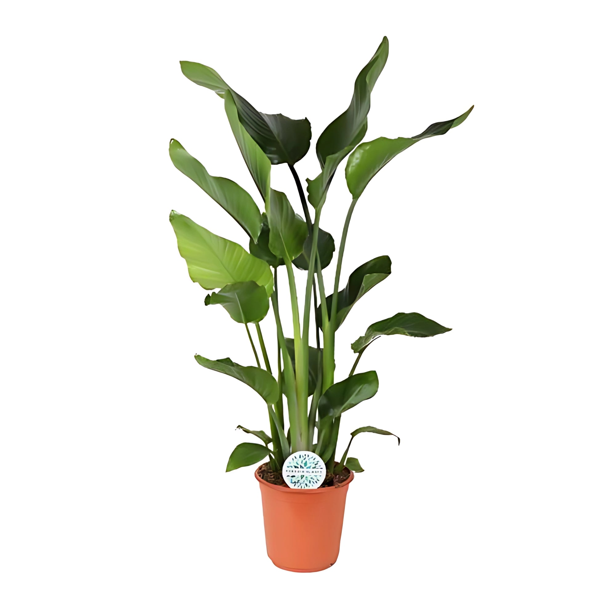Paradijsvogelplant - ↕110cm - Ø24cm