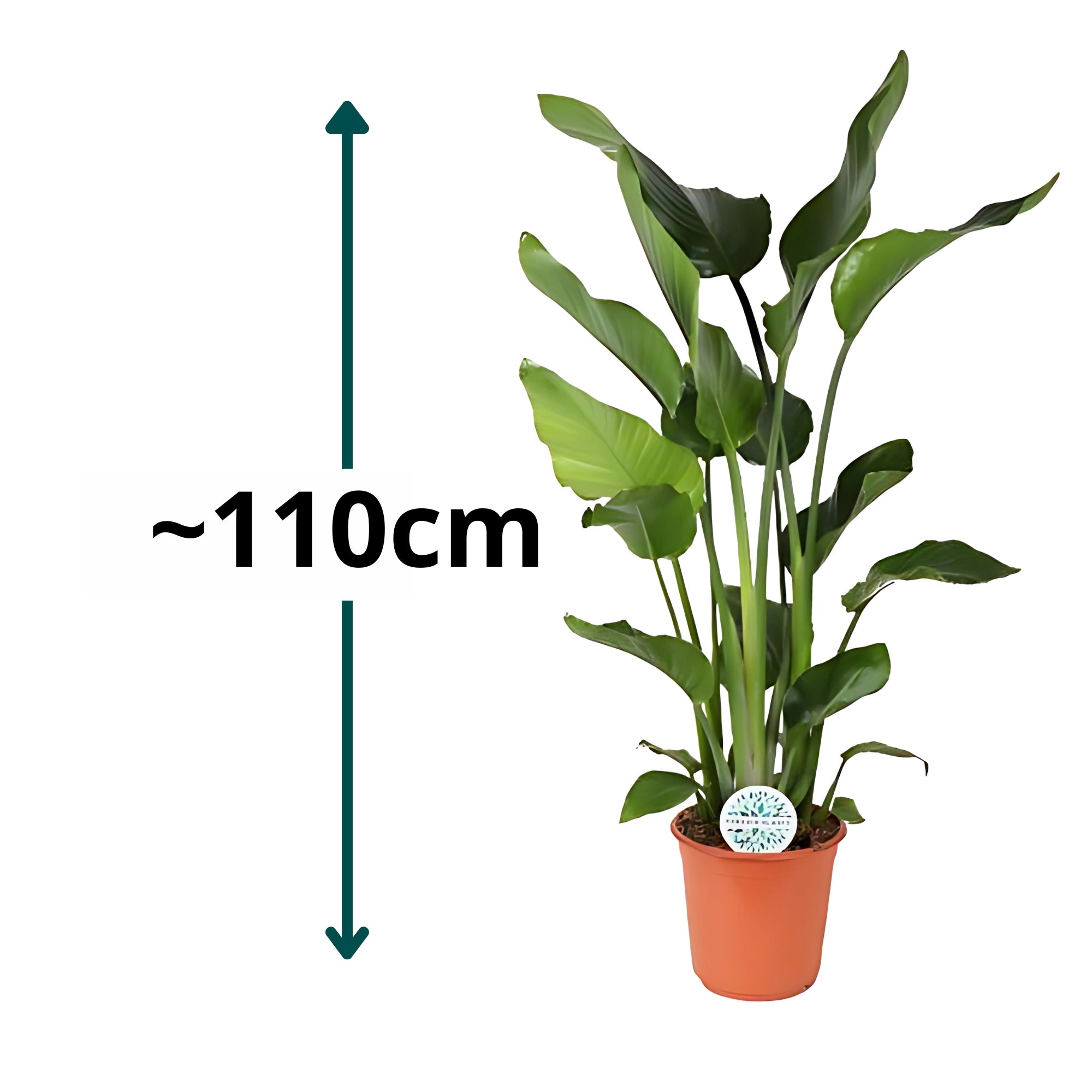 Paradijsvogelplant - ↕110cm - Ø24cm