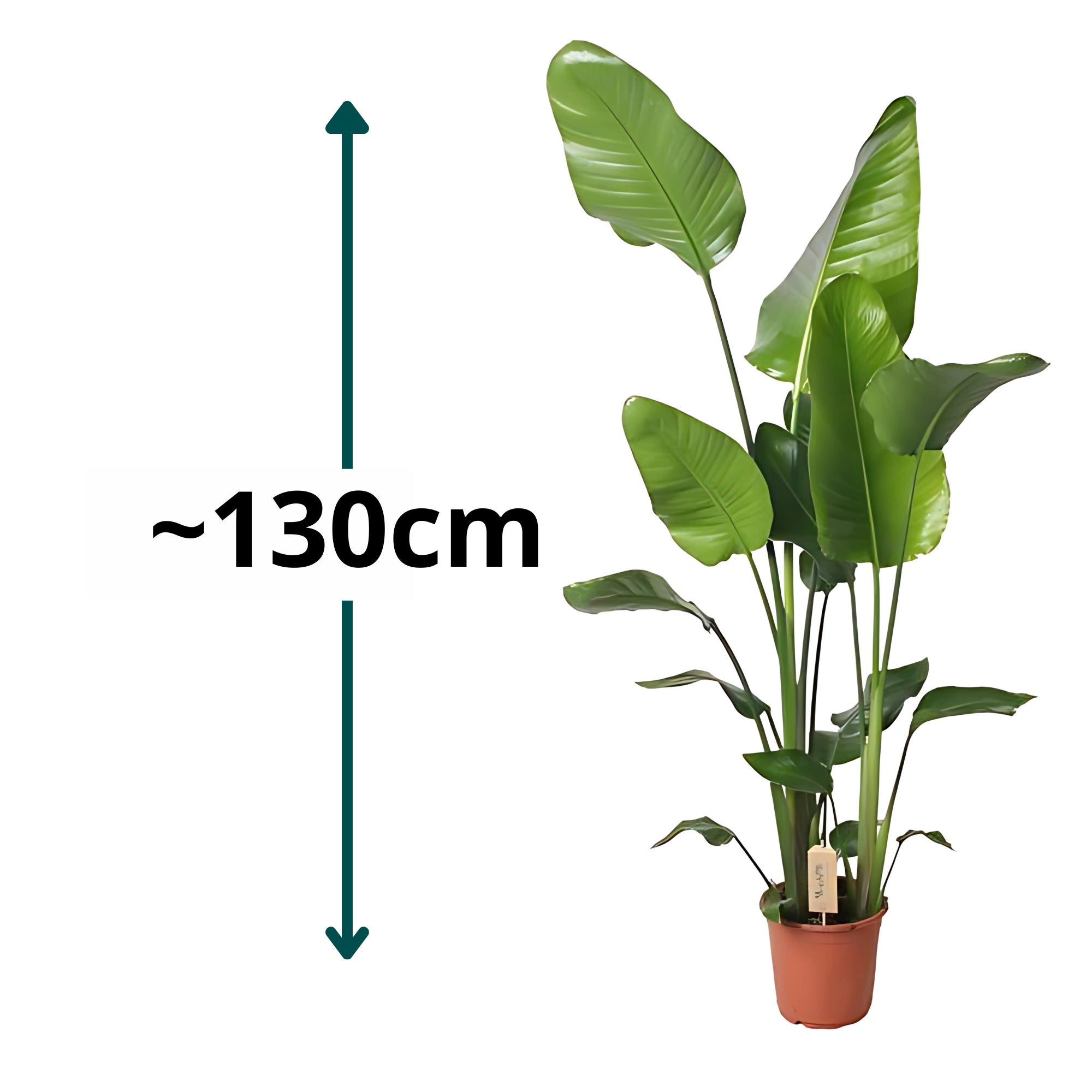 Paradijsvogelplant - ↕130cm - Ø21cm