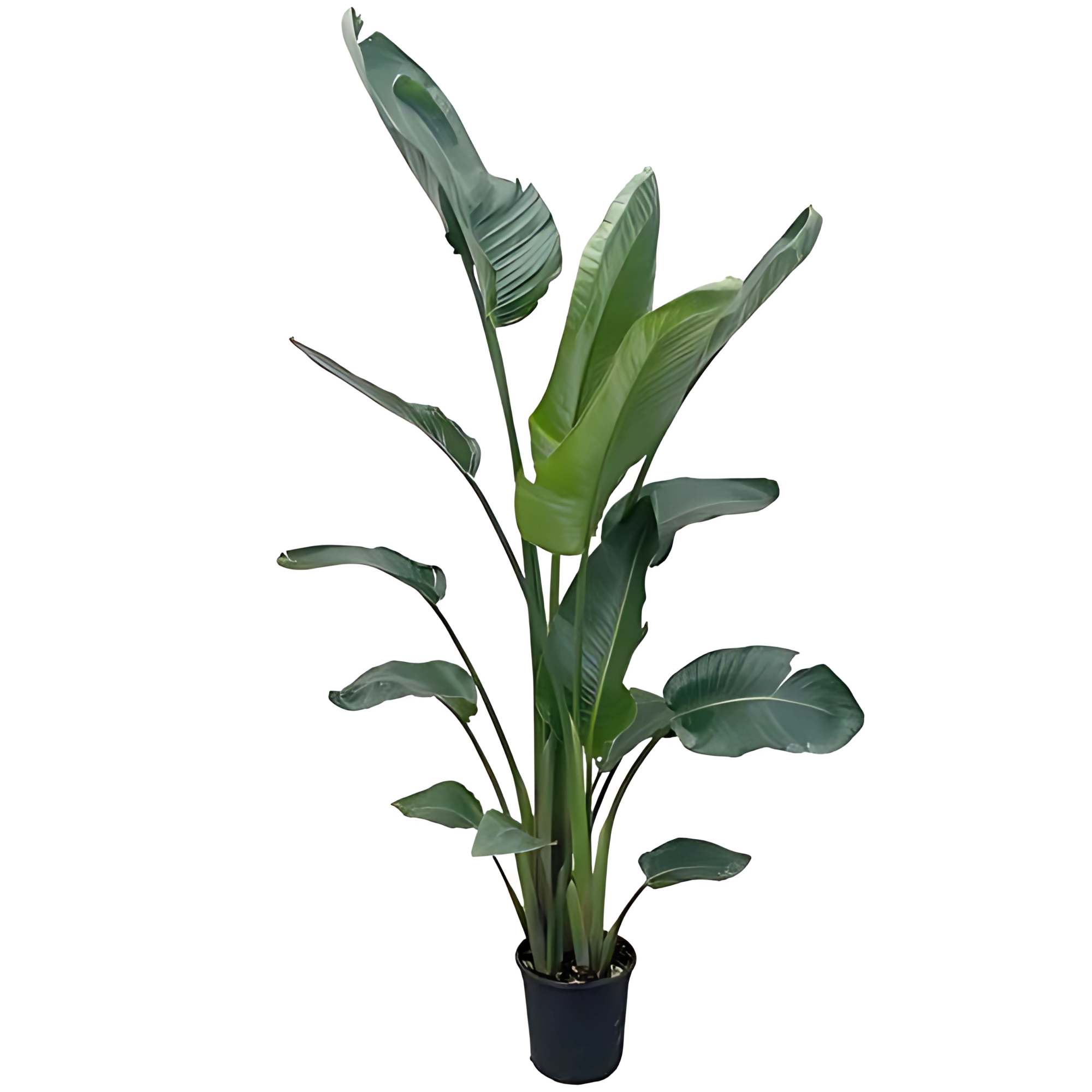 Paradijsvogelplant - ↕210cm - Ø27cm