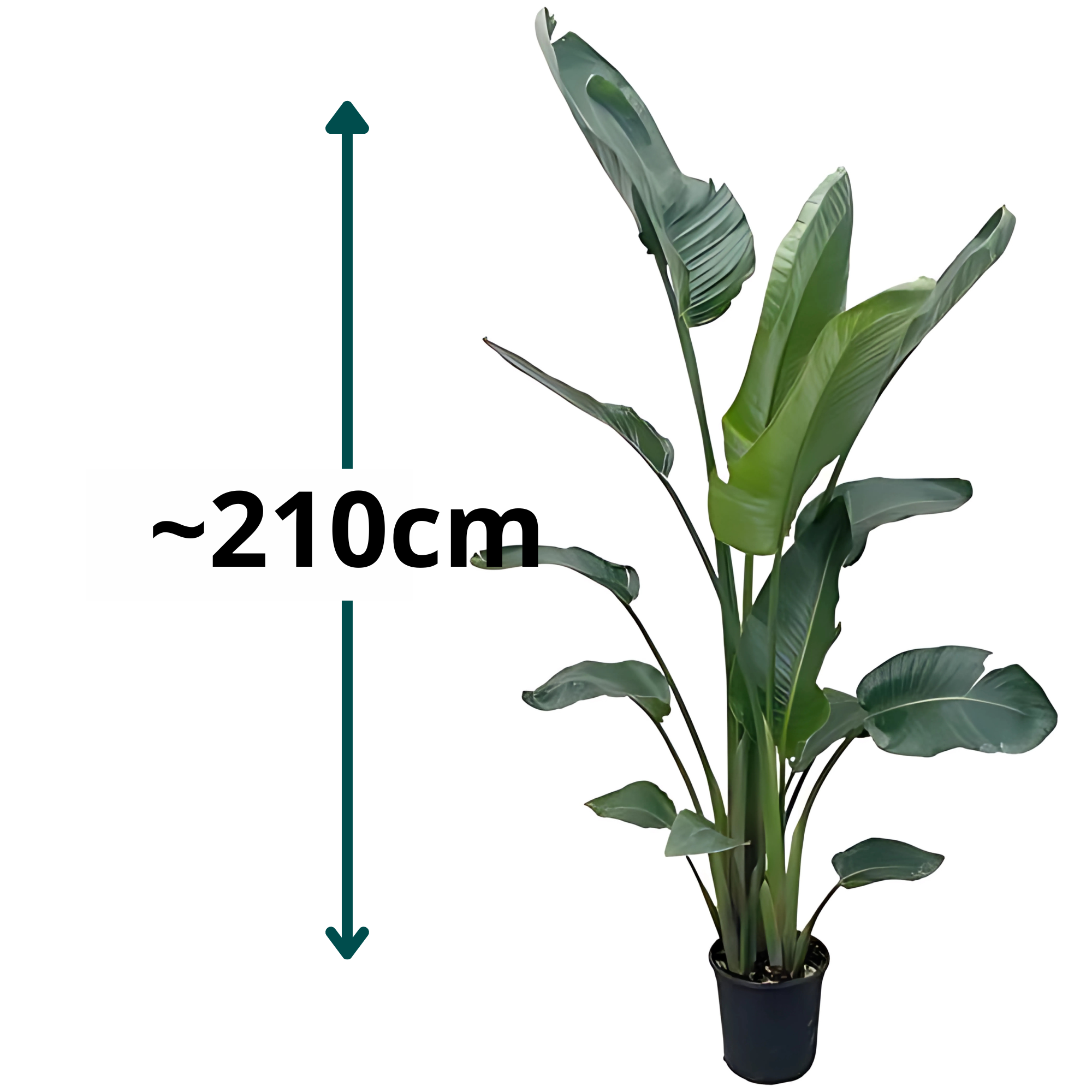 Paradijsvogelplant - ↕210cm - Ø27cm