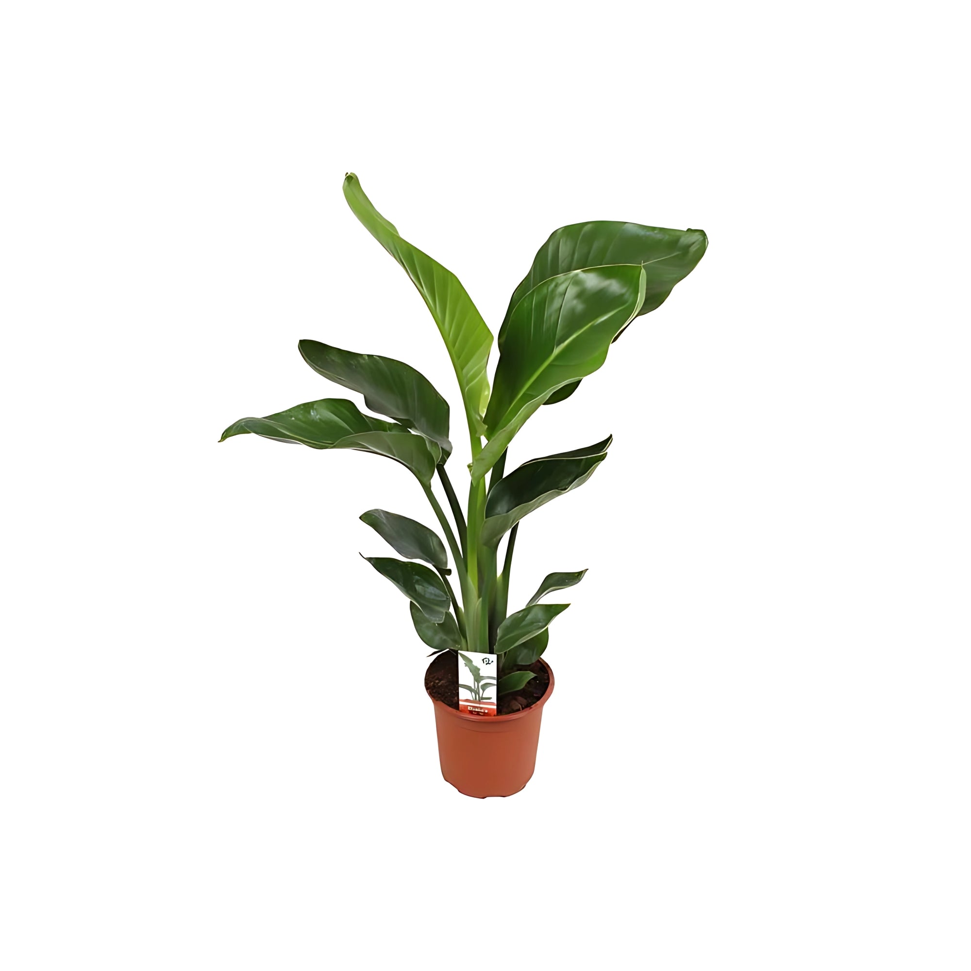 Paradijsvogelplant - ↕70cm - Ø17cm