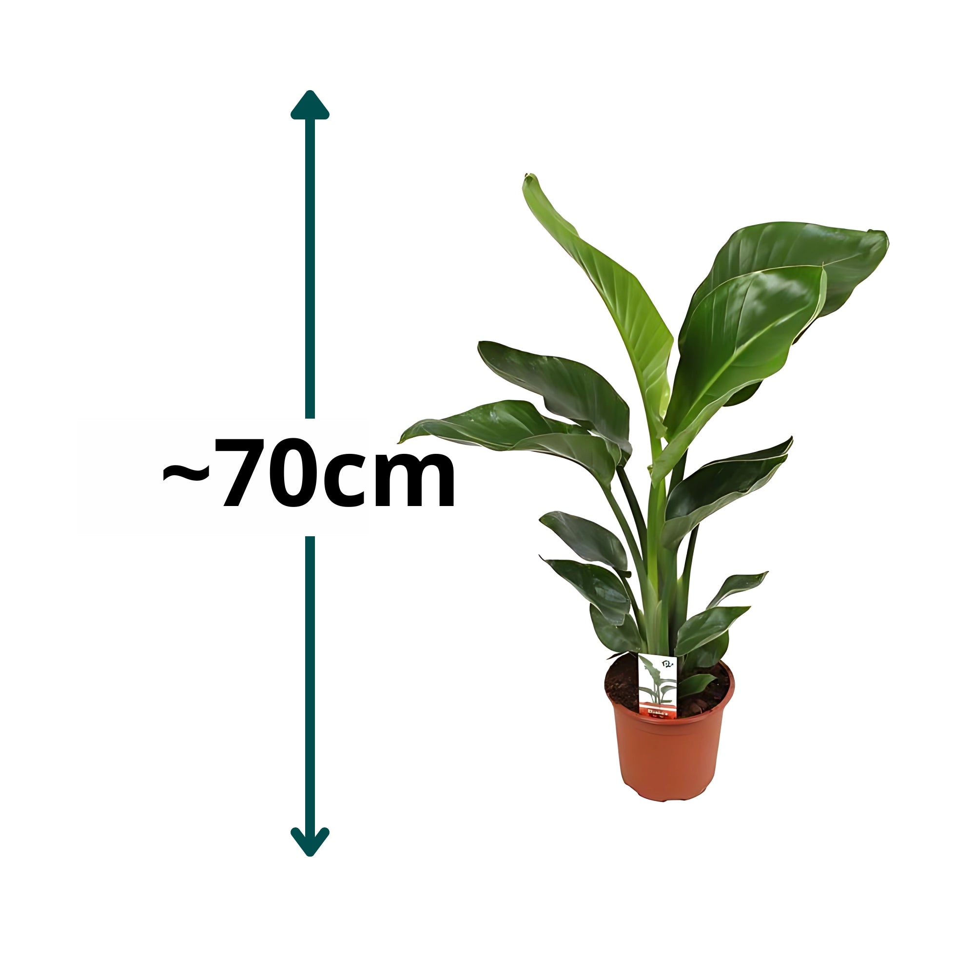 Paradijsvogelplant - ↕70cm - Ø17cm