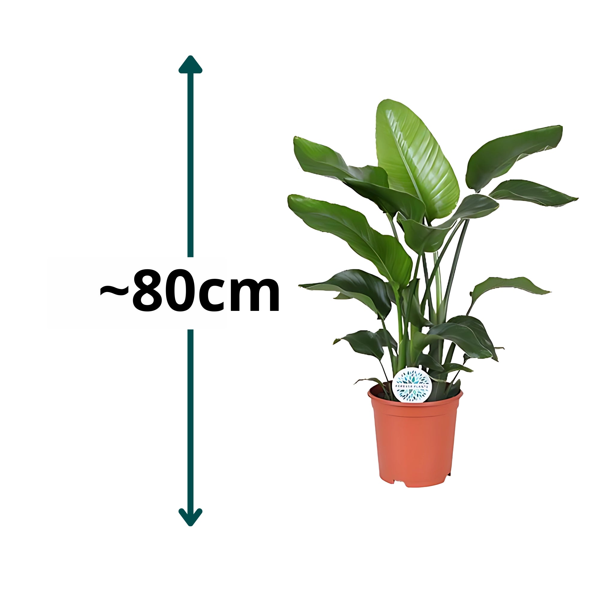 Paradijsvogelplant - ↕80cm - Ø21cm