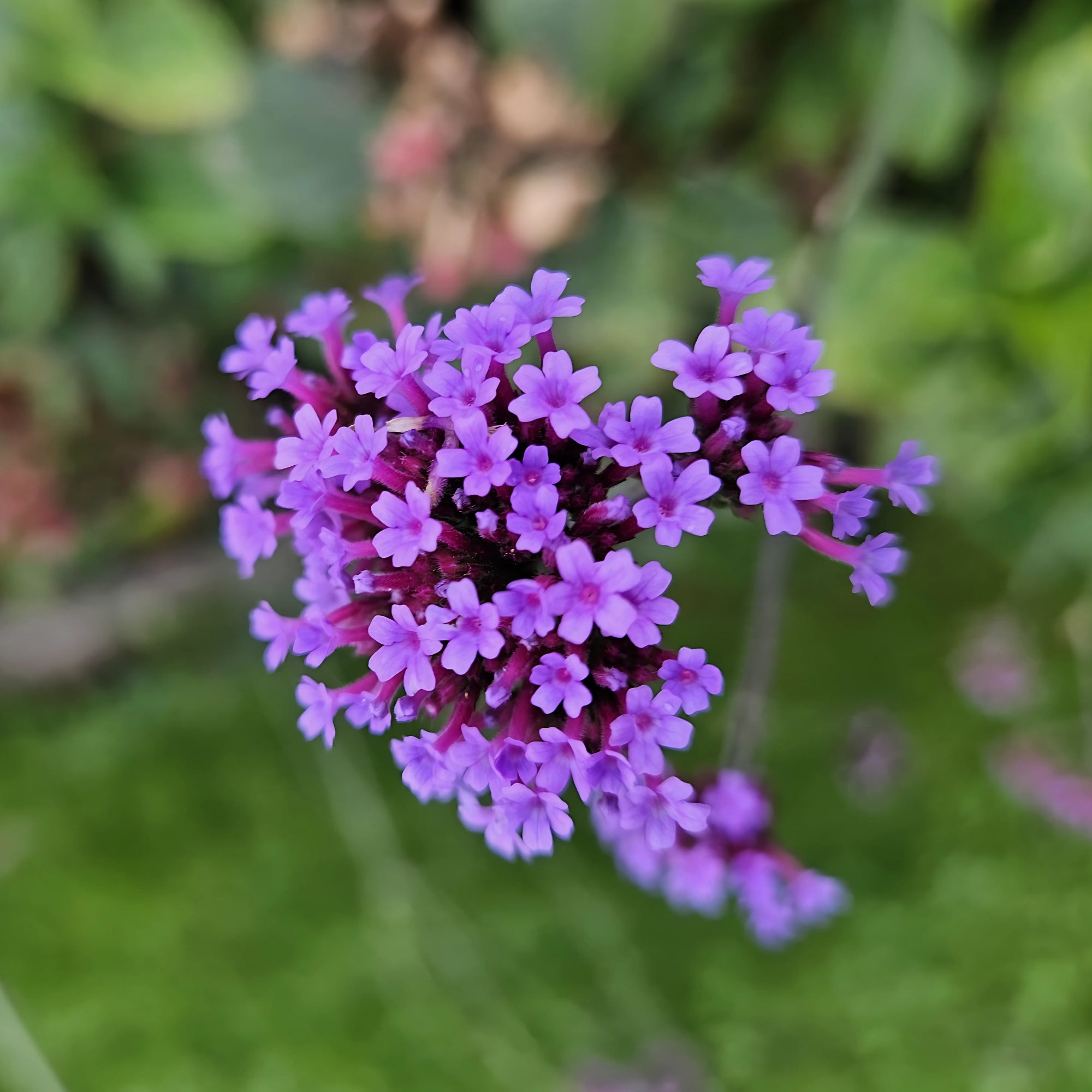 Sfeerafbeelding van planten