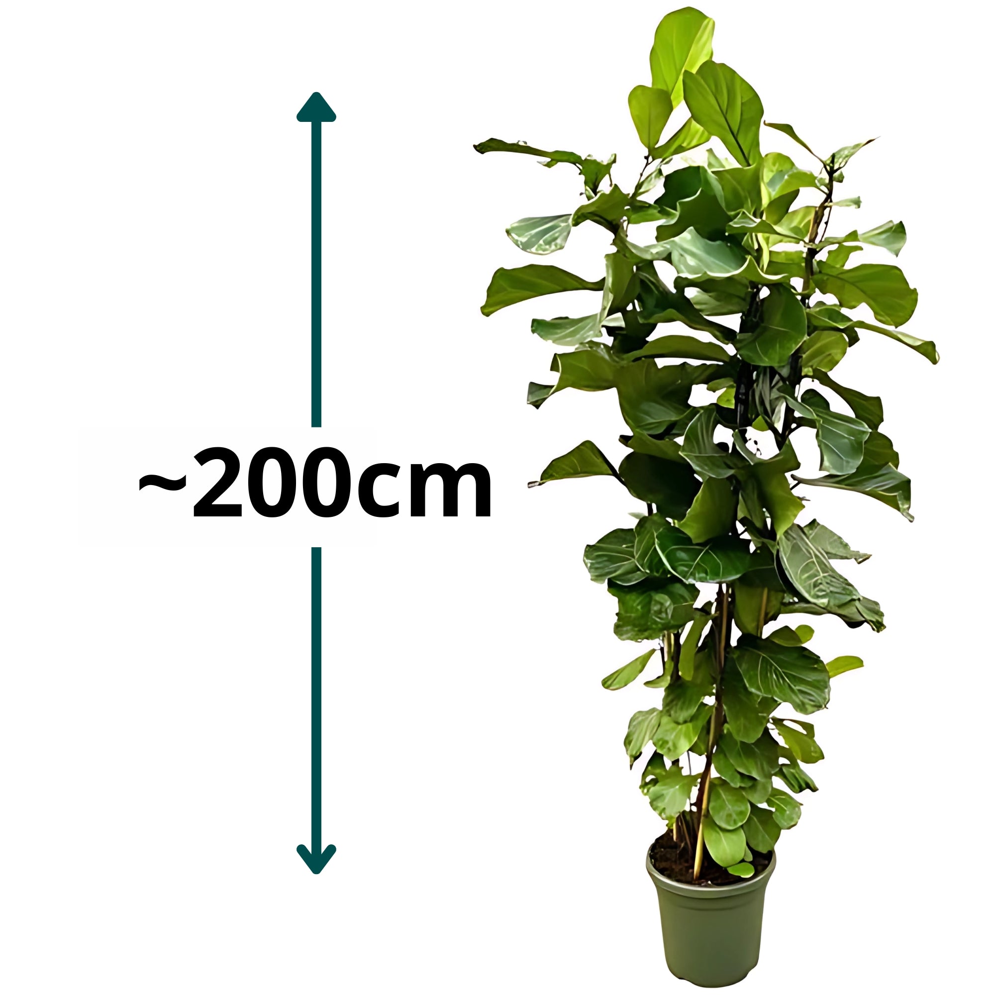 Vioolbladplant struik - ↕200cm - Ø40cm