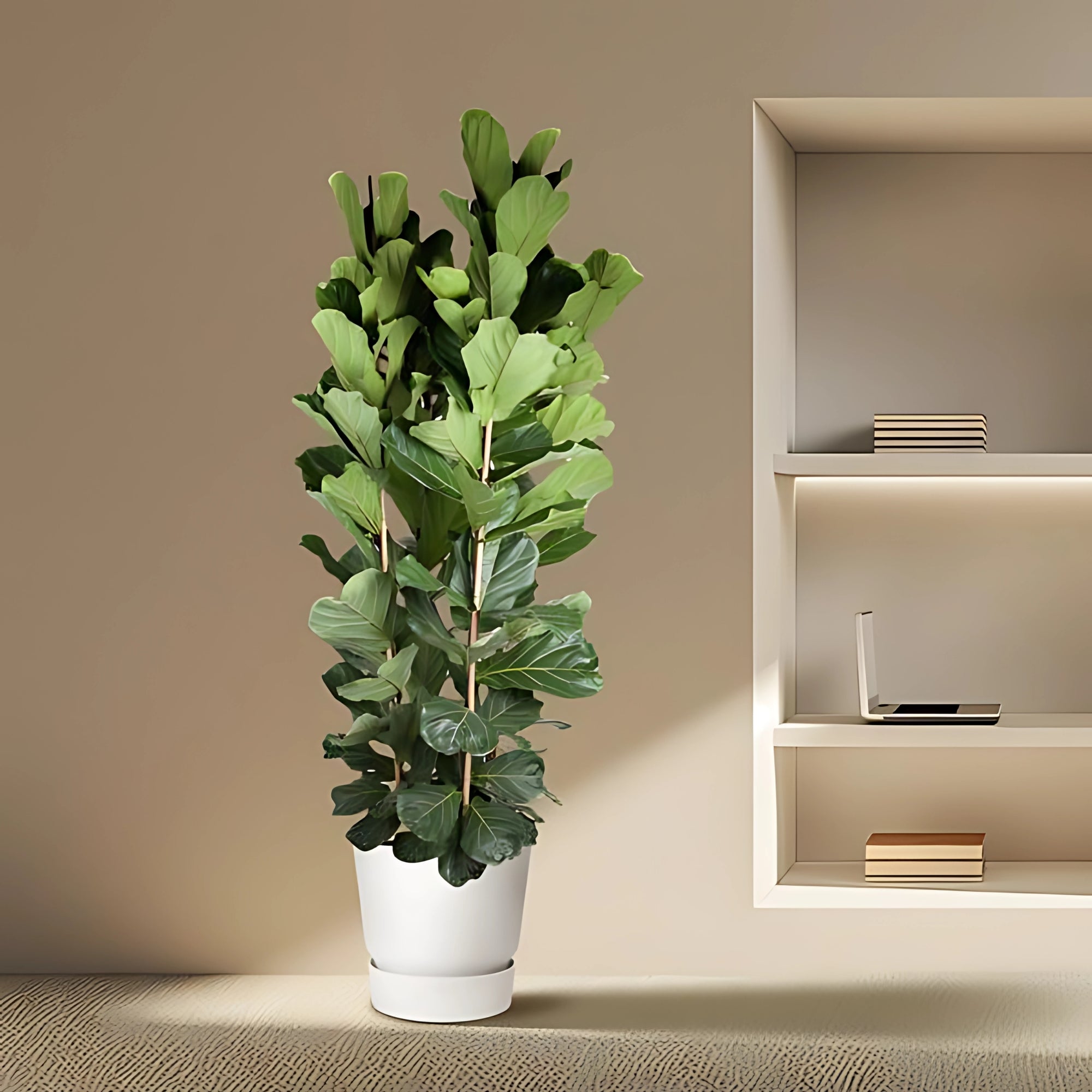 Vioolbladplant struik - ↕250cm - Ø48cm
