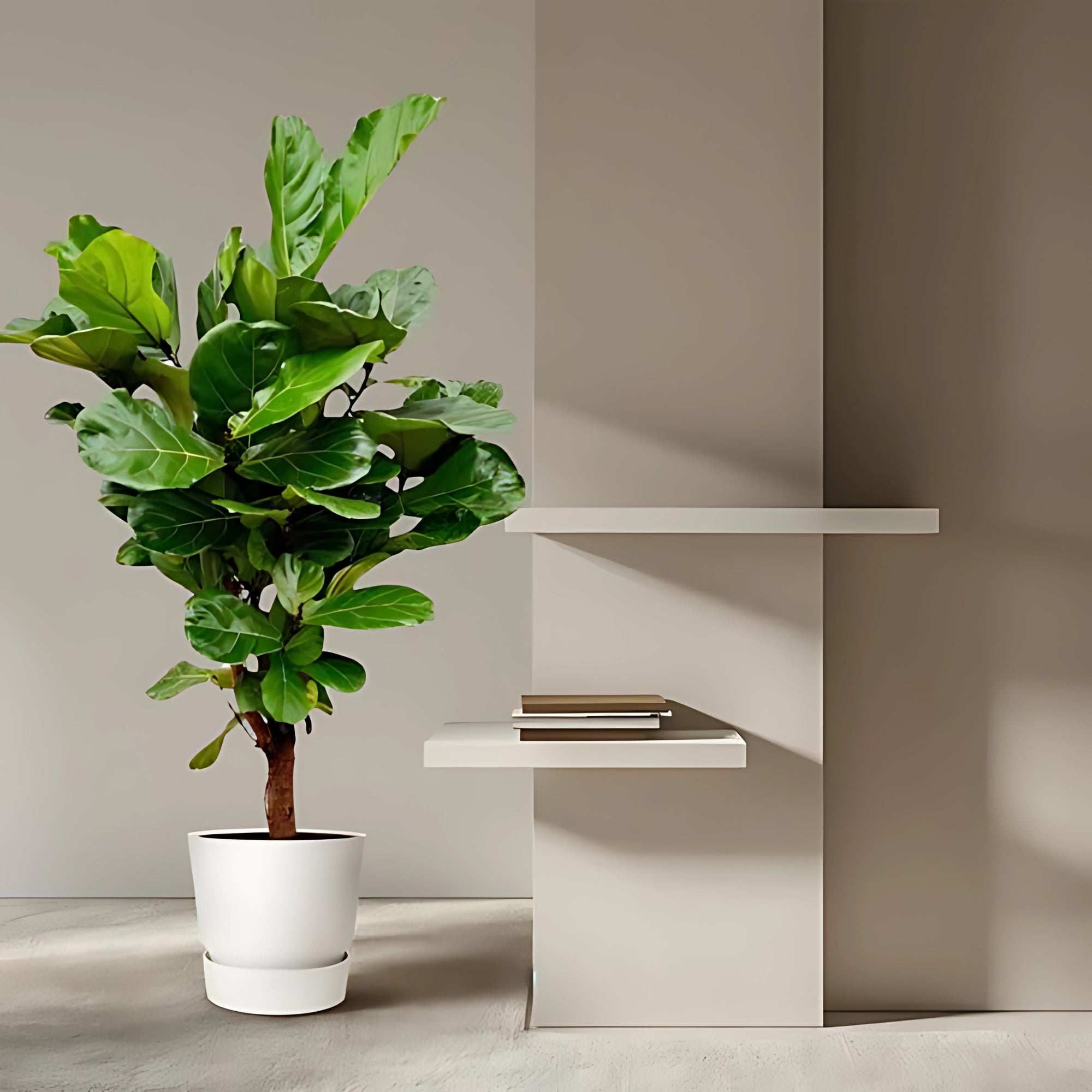 Vioolbladplant vertakt - ↕160cm - Ø24cm