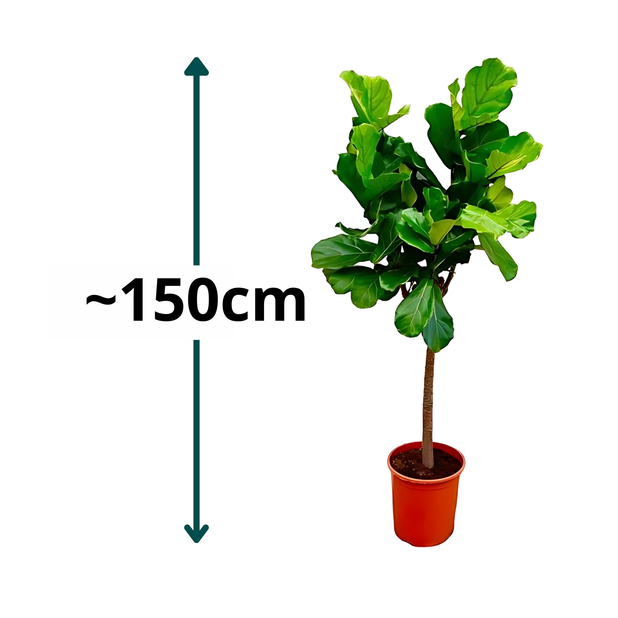 Vioolbladplant op stam ↕150cm - Ø30cm