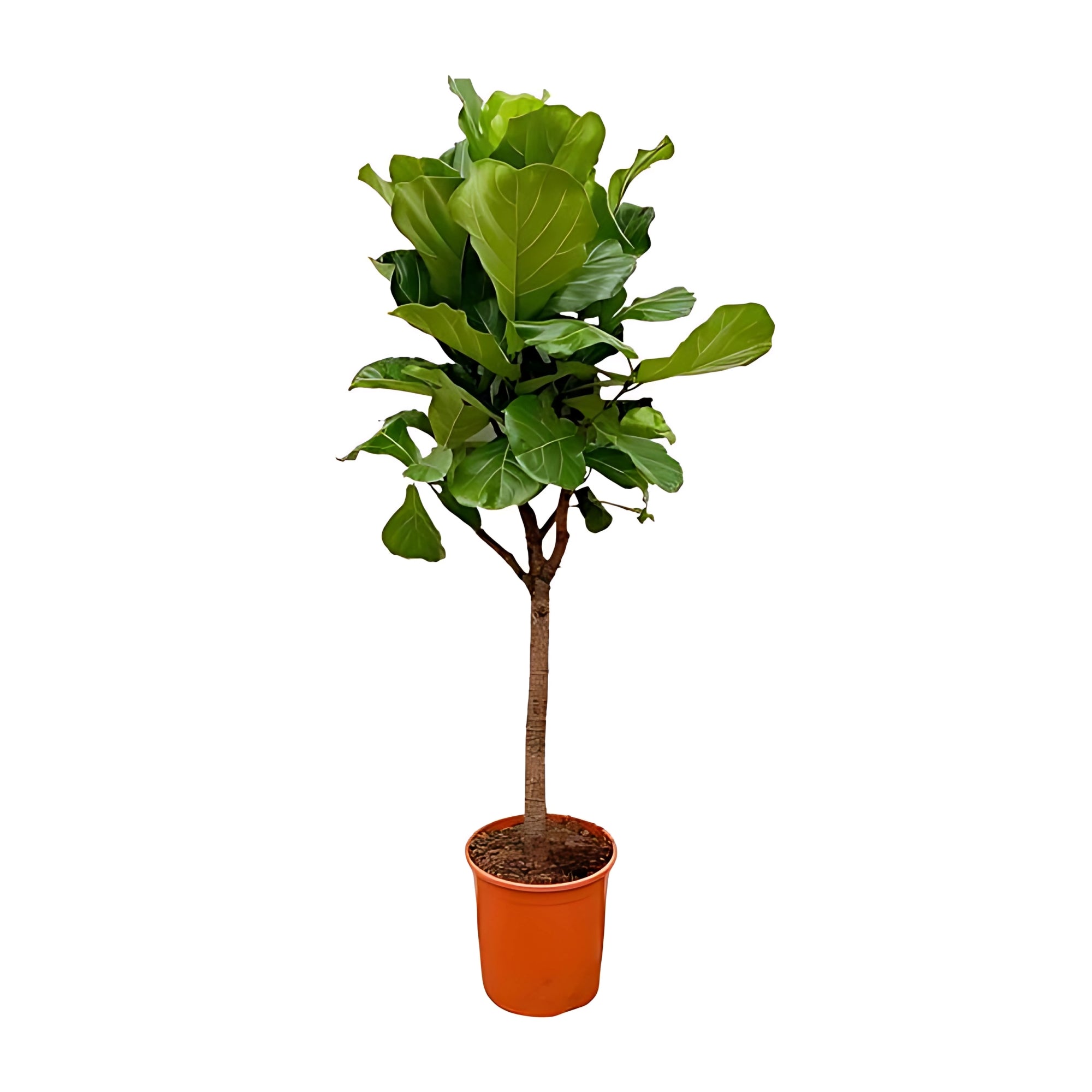 Vioolbladplant op stam - ↕170cm - Ø30cm