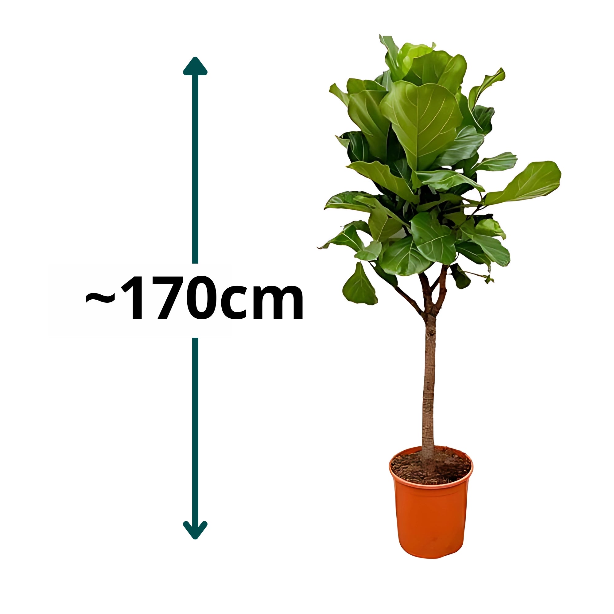 Vioolbladplant op stam - ↕170cm - Ø30cm