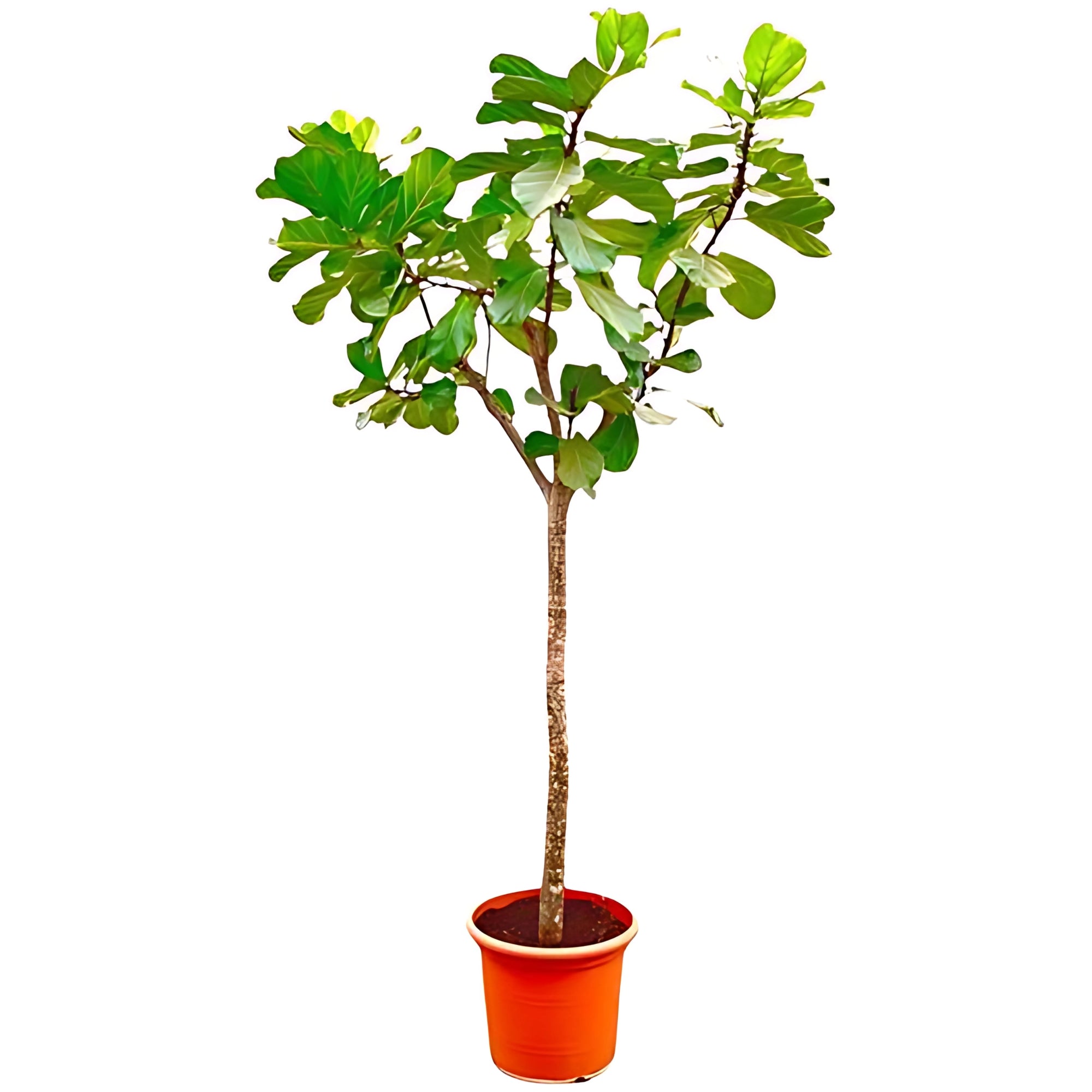Vioolbladplant op stam XXXL - ↕300cm - Ø55cm
