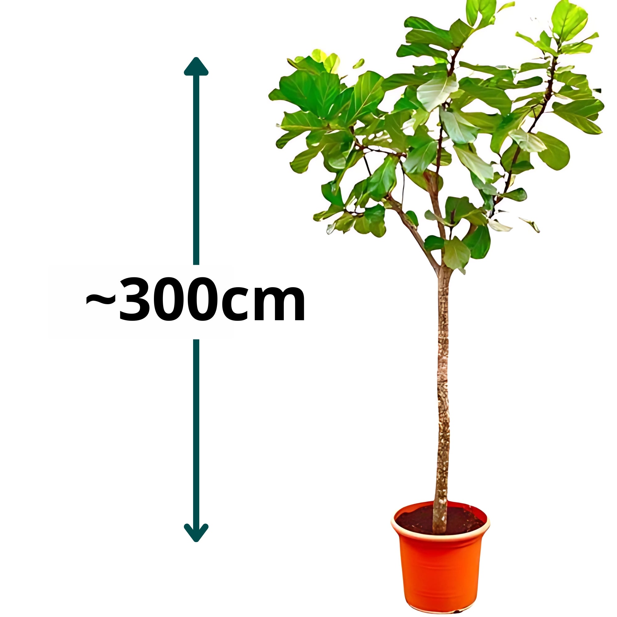 Vioolbladplant op stam XXXL - ↕300cm - Ø55cm