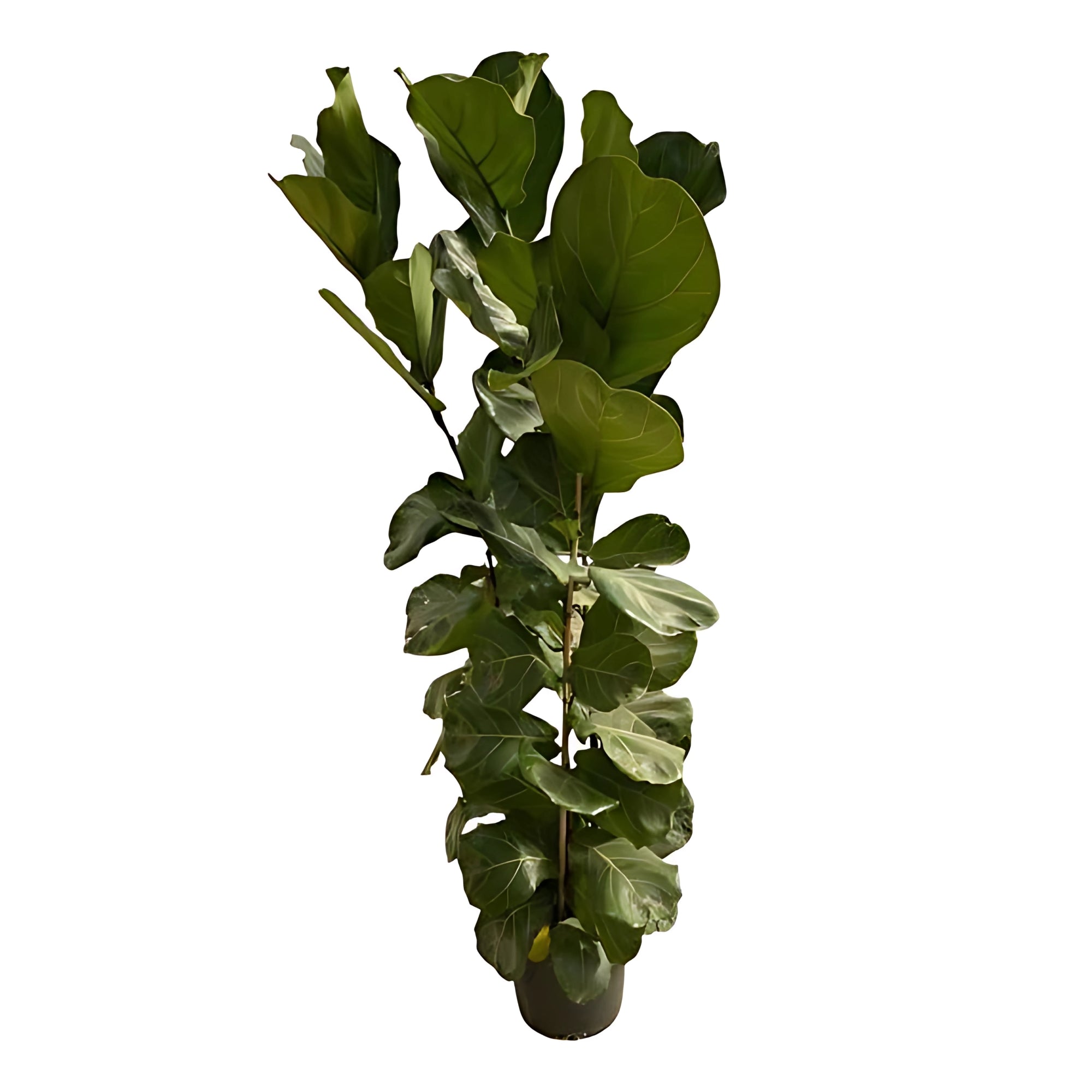 Vioolbladplant struik - ↕180cm - Ø30cm