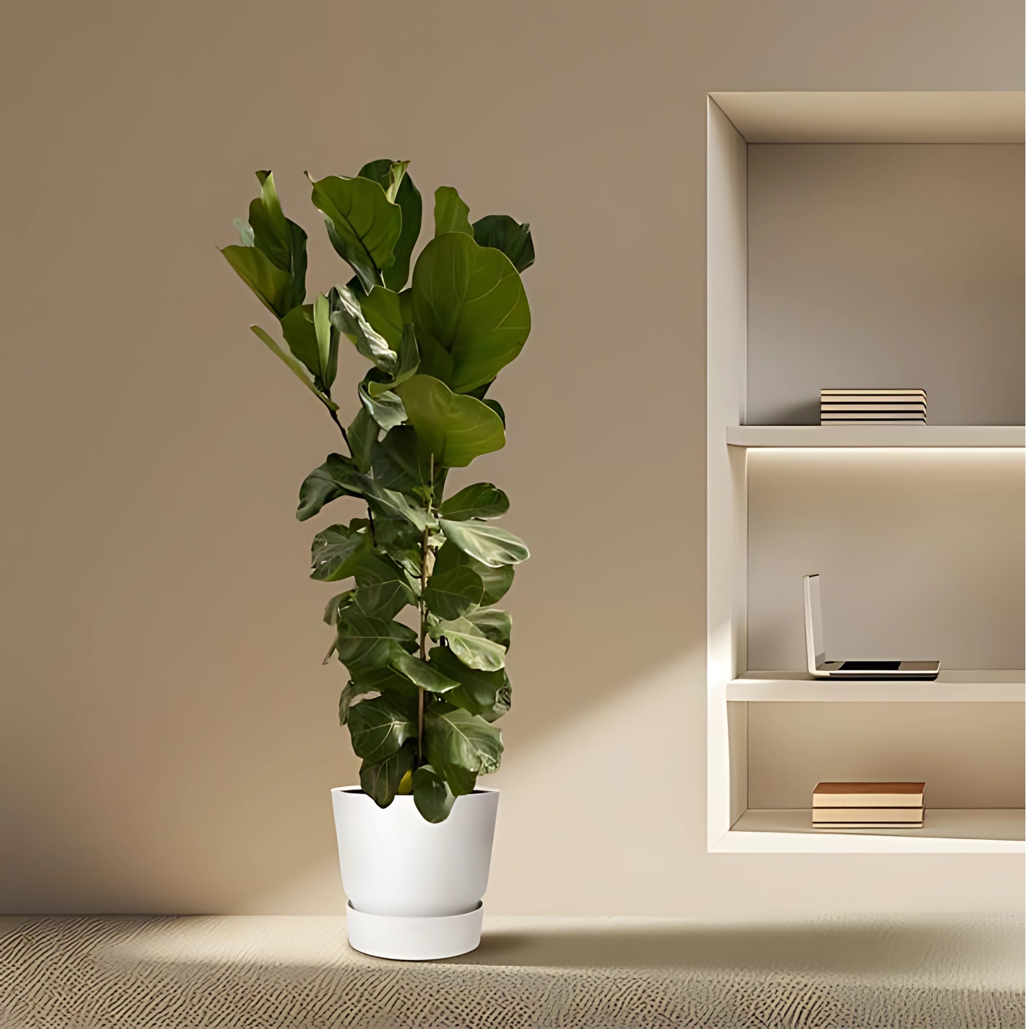 Vioolbladplant struik - ↕180cm - Ø30cm