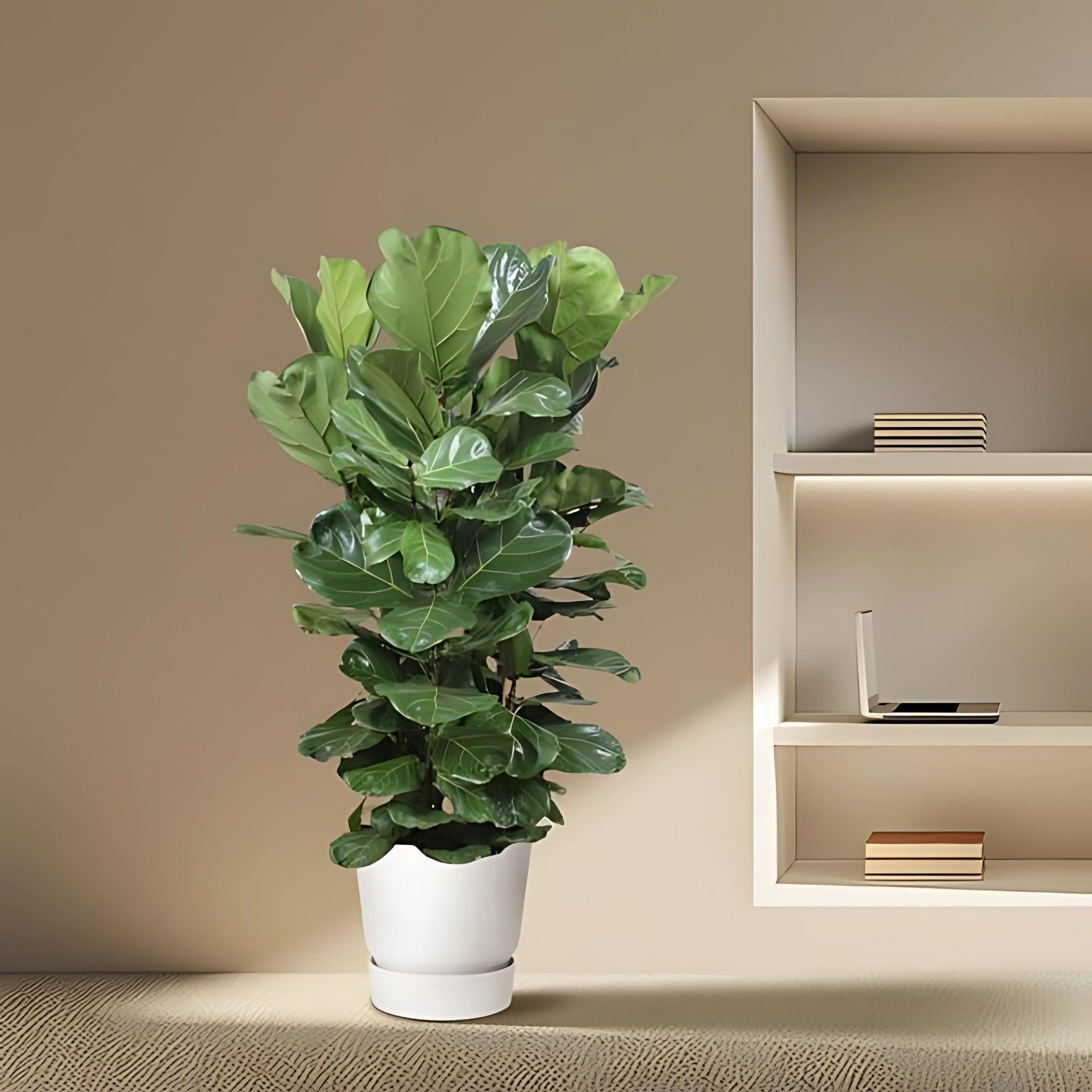 Vioolbladplant struik - ↕180cm - Ø45cm
