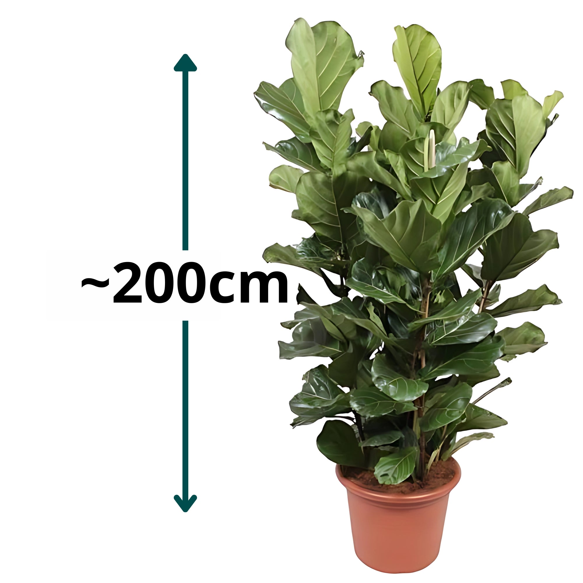 Vioolbladplant struik - ↕200cm - Ø50cm