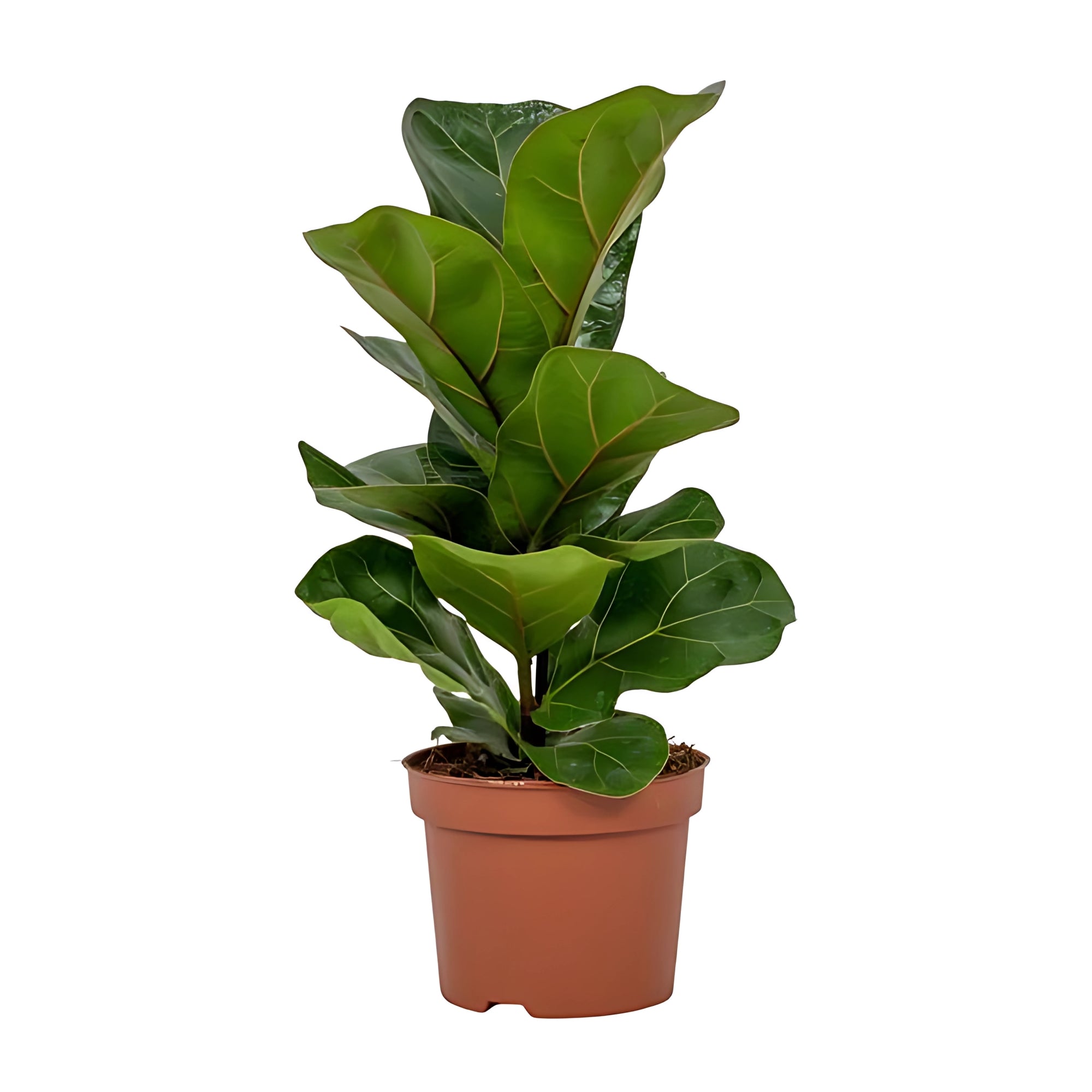 Vioolbladplant struik - ↕30cm - Ø12cm