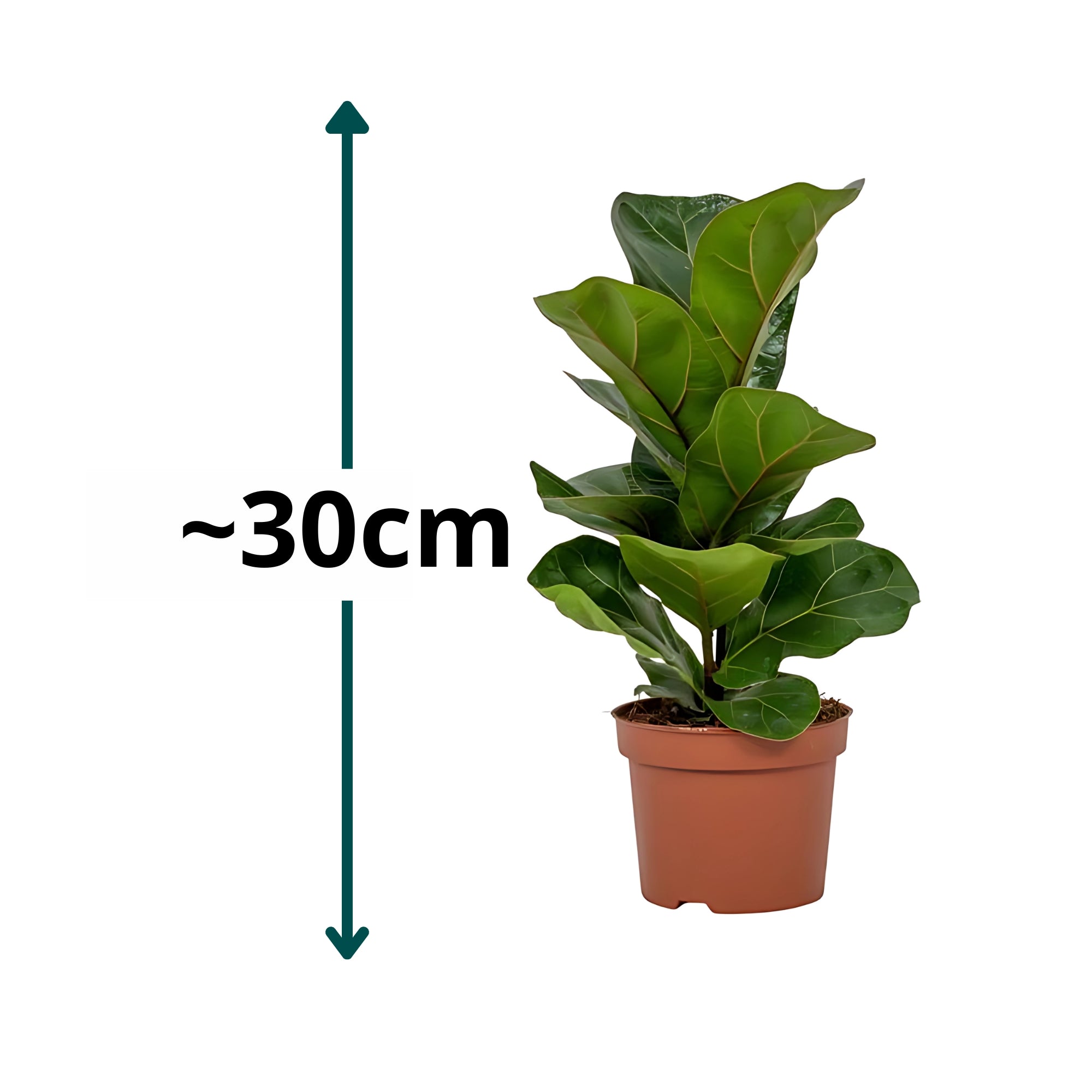 Vioolbladplant struik - ↕30cm - Ø12cm