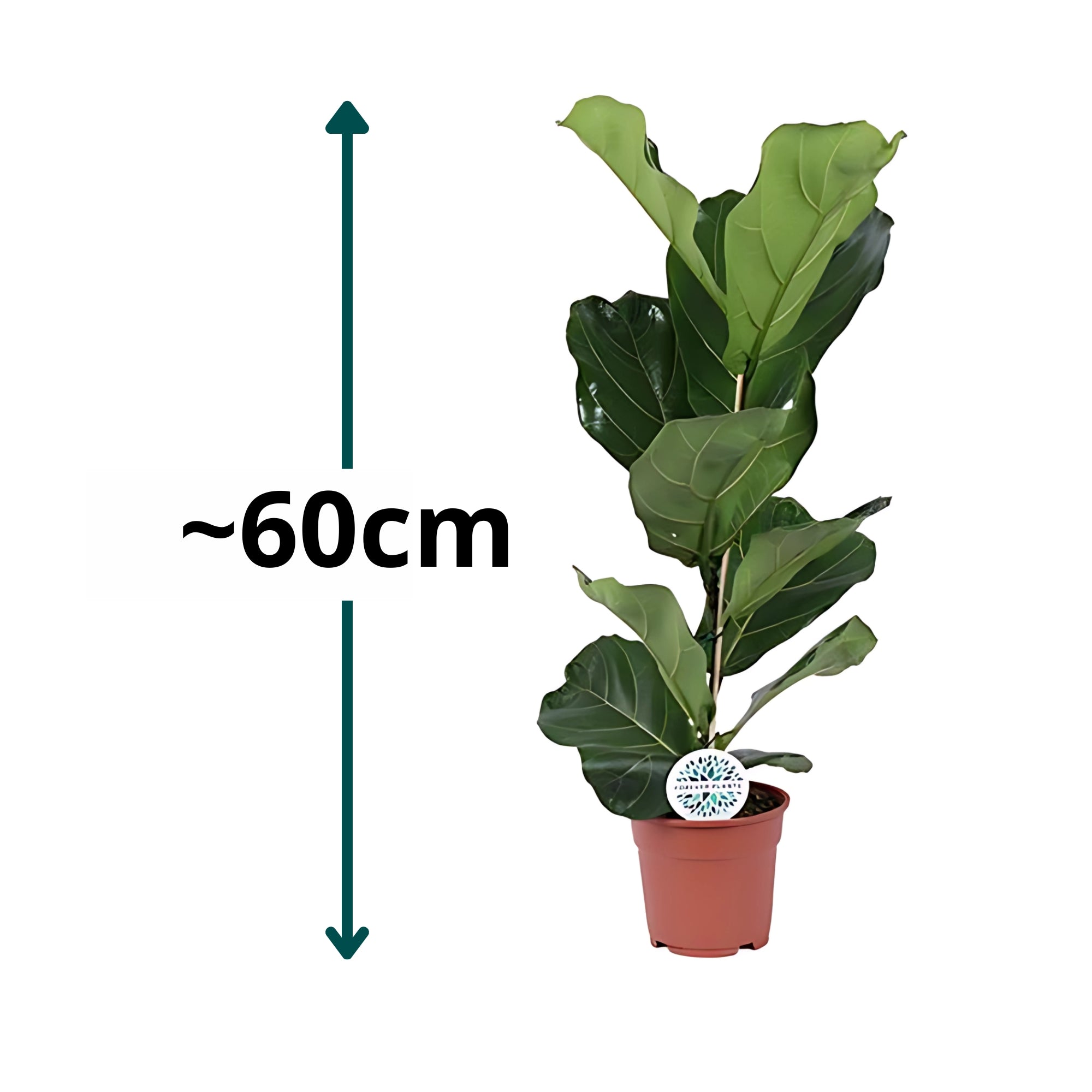 Vioolbladplant struik - ↕60cm - Ø17cm