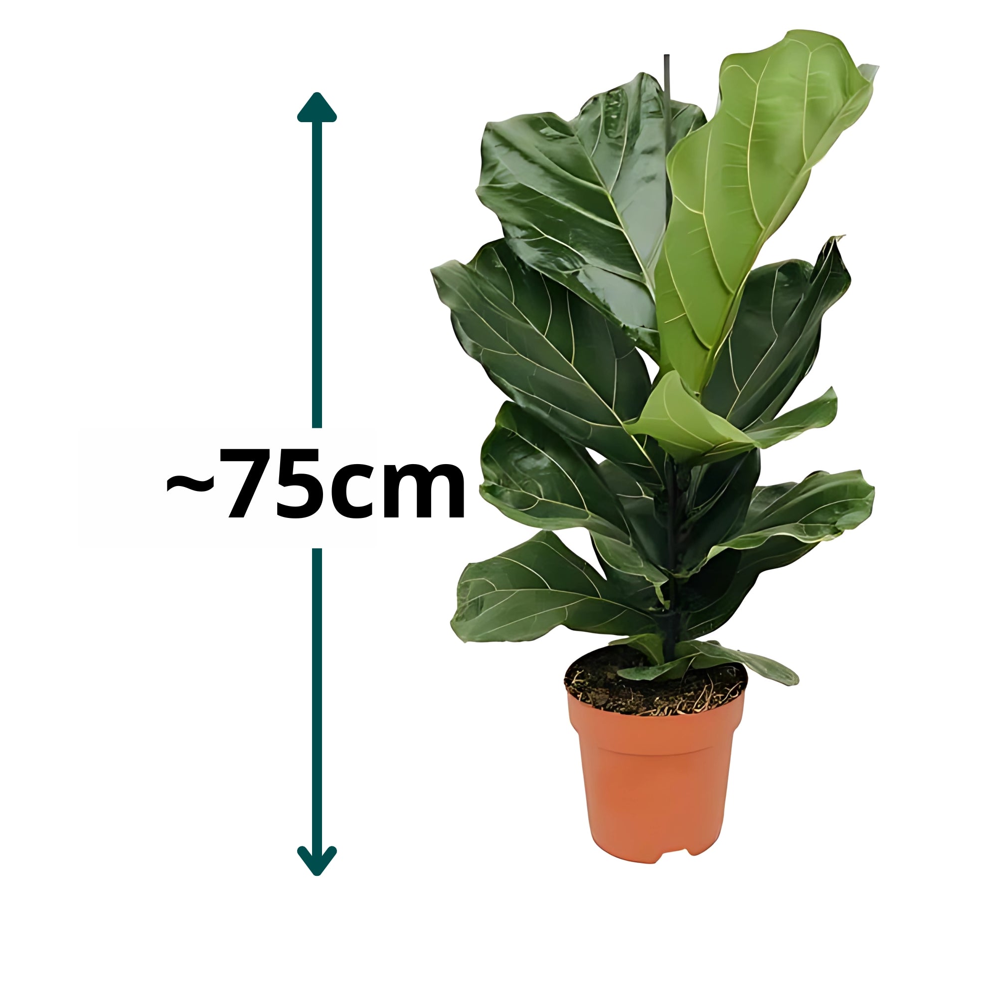 Vioolbladplant struik - ↕75cm - Ø17cm