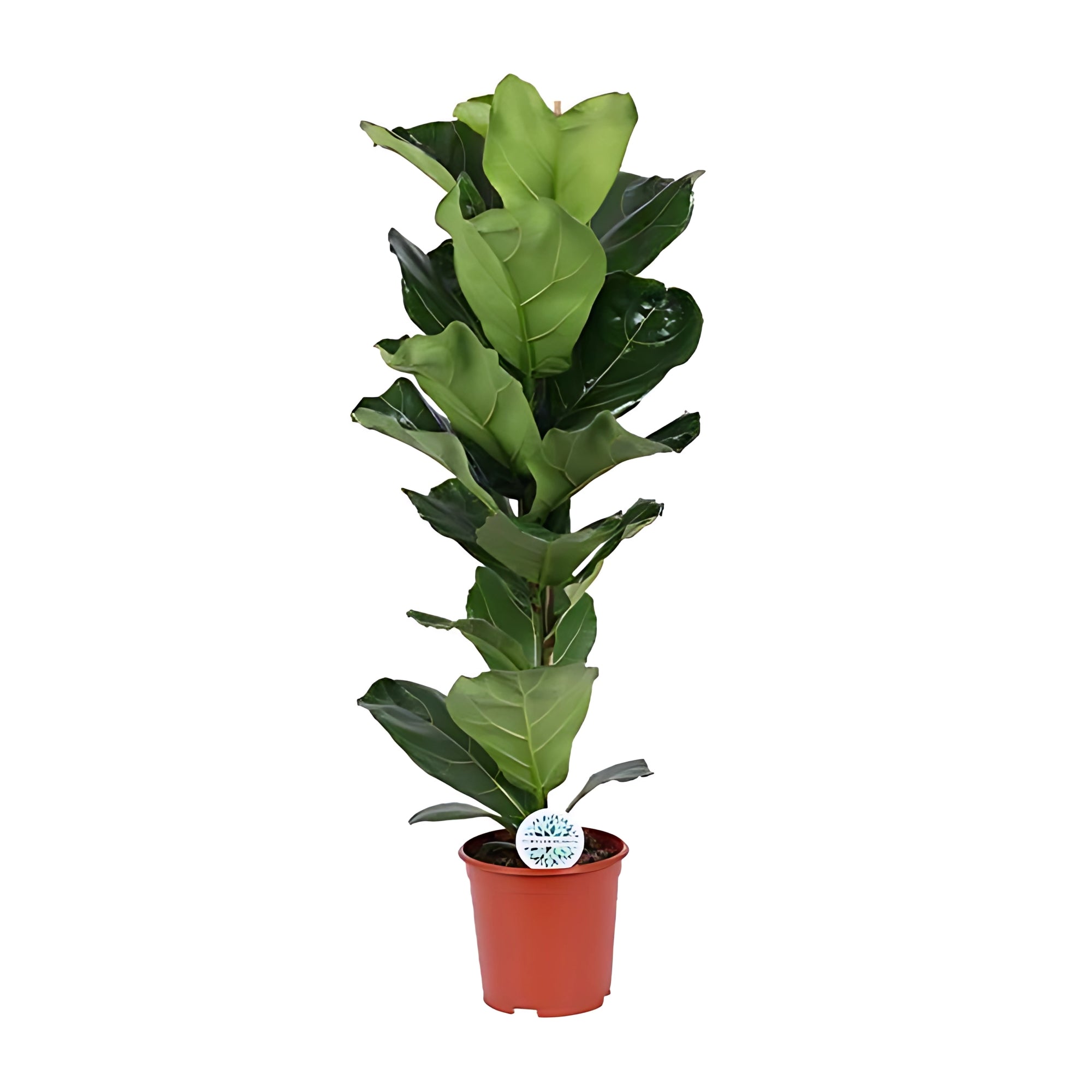 Vioolbladplant struik - ↕90cm - Ø21cm