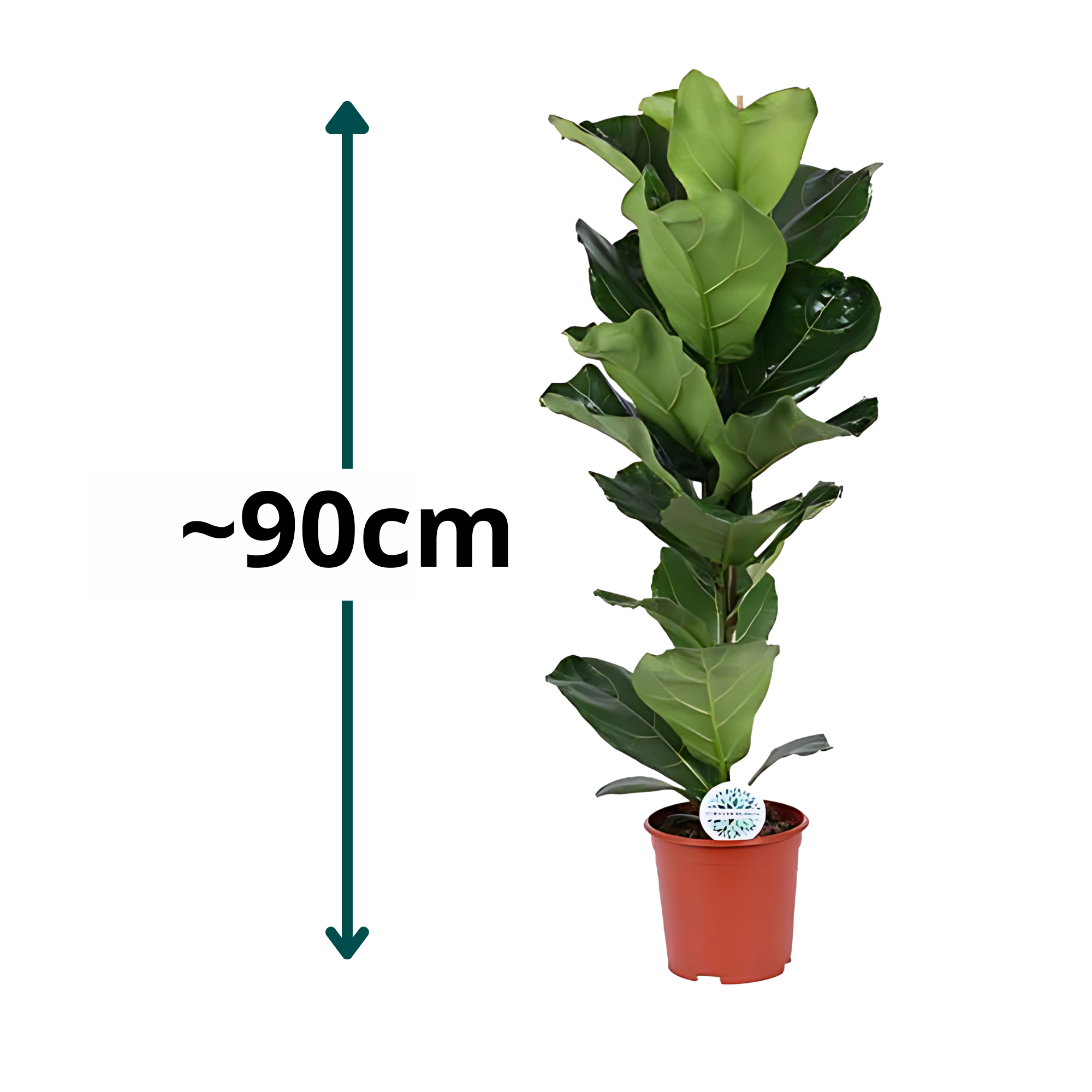 Vioolbladplant struik - ↕90cm - Ø21cm