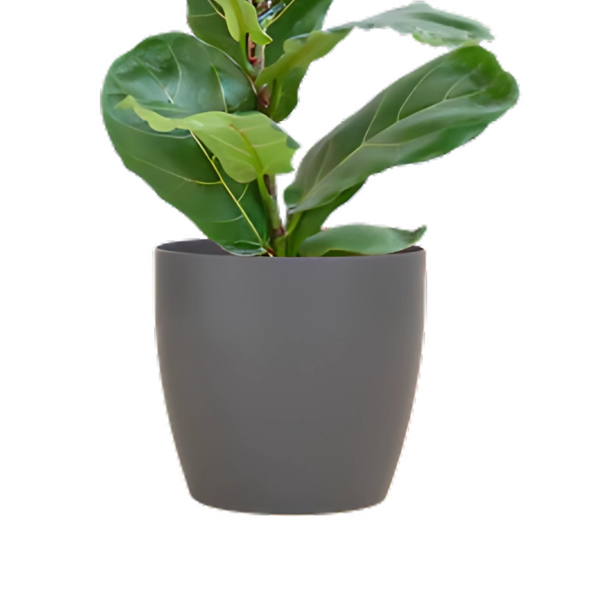 Vioolbladplant struik ↕80cm - Ø21cm | Met Viber pot - Grijs