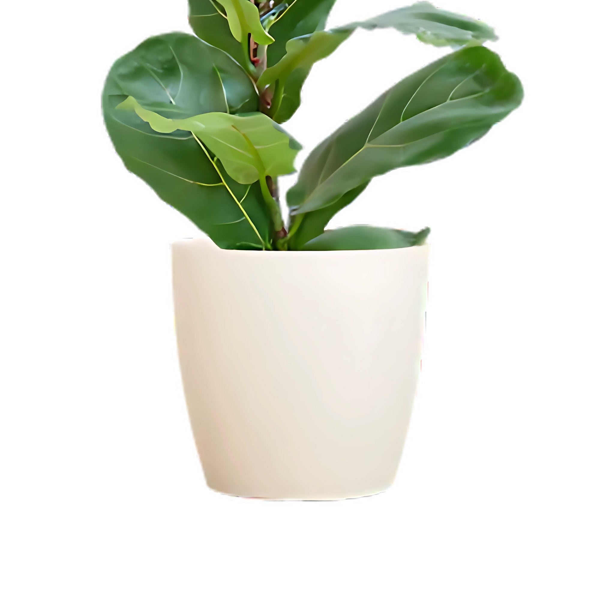 Vioolbladplant struik ↕80cm - Ø21cm | Met Viber pot - Wit