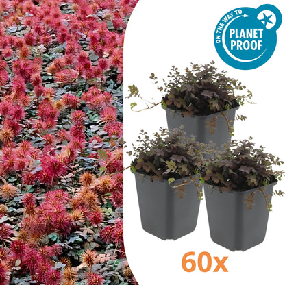 60x Koperkleurig Stekelnootje - ↕10-25cm - Ø9cm