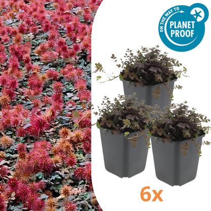 6x Koperkleurig Stekelnootje ↕10-25cm - Ø9cm