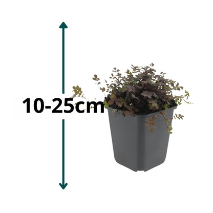 20x Koperkleurig Stekelnootje - ↕10-25cm - Ø9cm