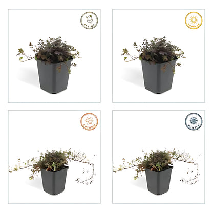 6x Koperkleurig Stekelnootje ↕10-25cm - Ø9cm