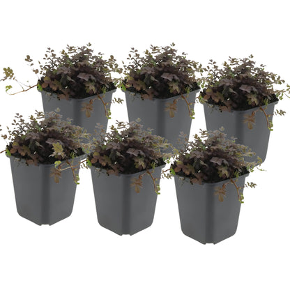 20x Koperkleurig Stekelnootje - ↕10-25cm - Ø9cm